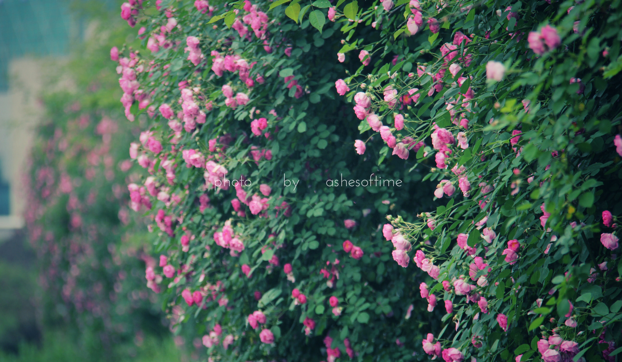 Canon EF-S 18-200mm F3.5-5.6 IS sample photo