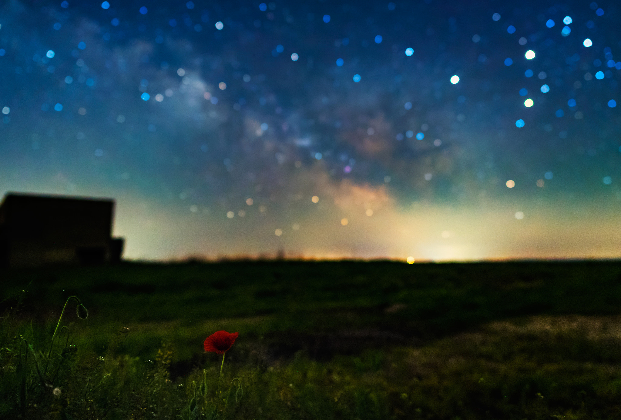 Samyang 12mm F2.8 ED AS NCS Fisheye sample photo. Wild poppy photography