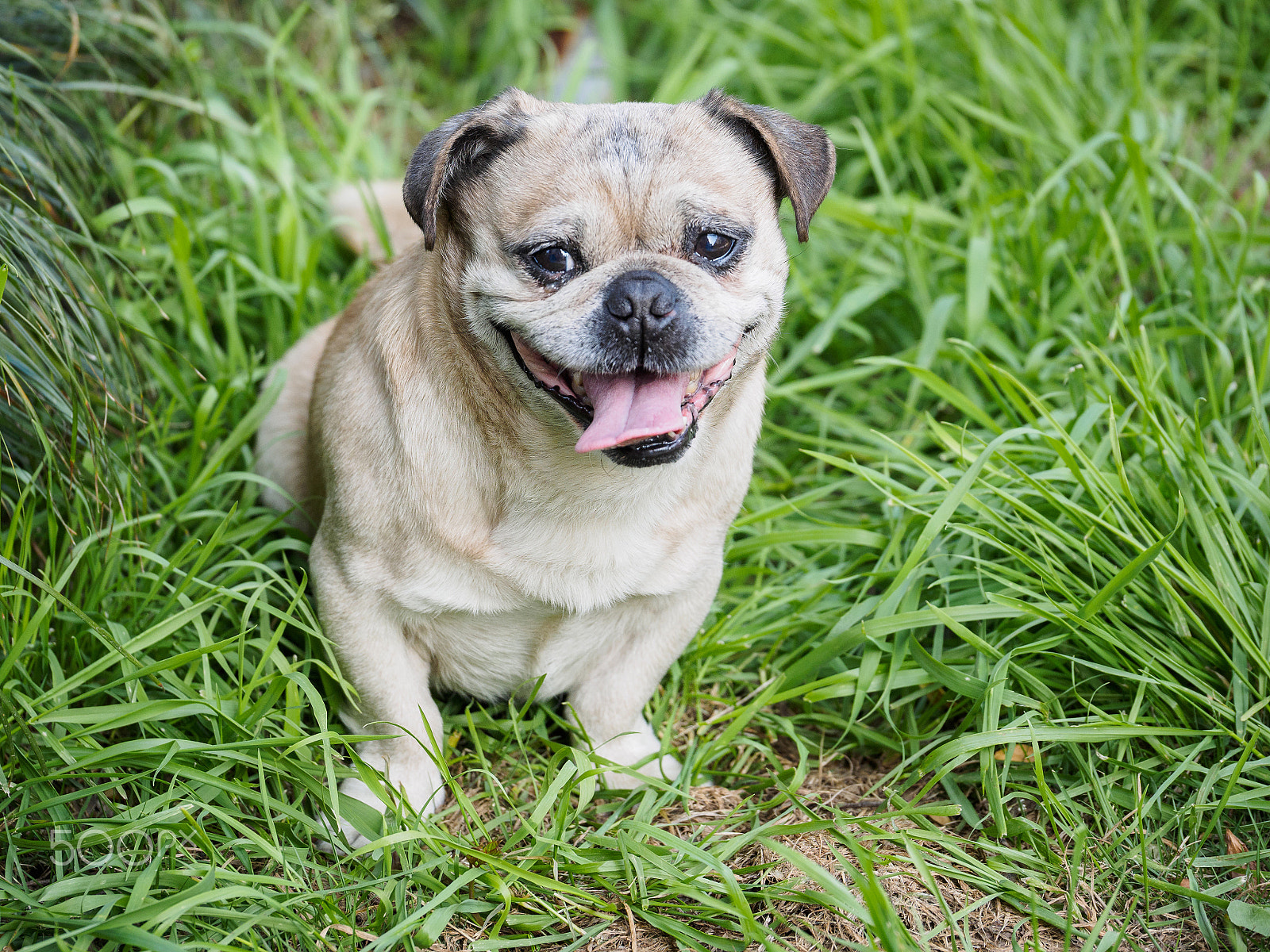 Panasonic Lumix G X Vario 35-100mm F2.8 OIS sample photo. Adorable pug sitting in grass photography