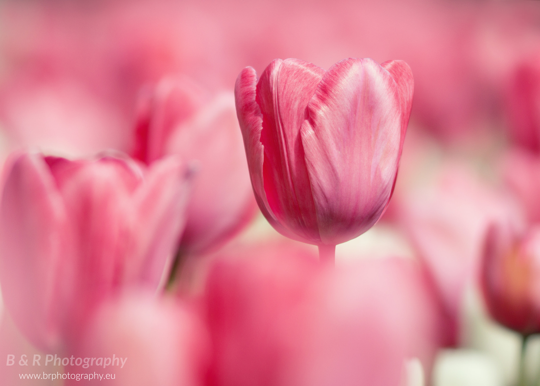 Canon EOS 60D + Canon EF 135mm F2L USM sample photo. Tulip photography