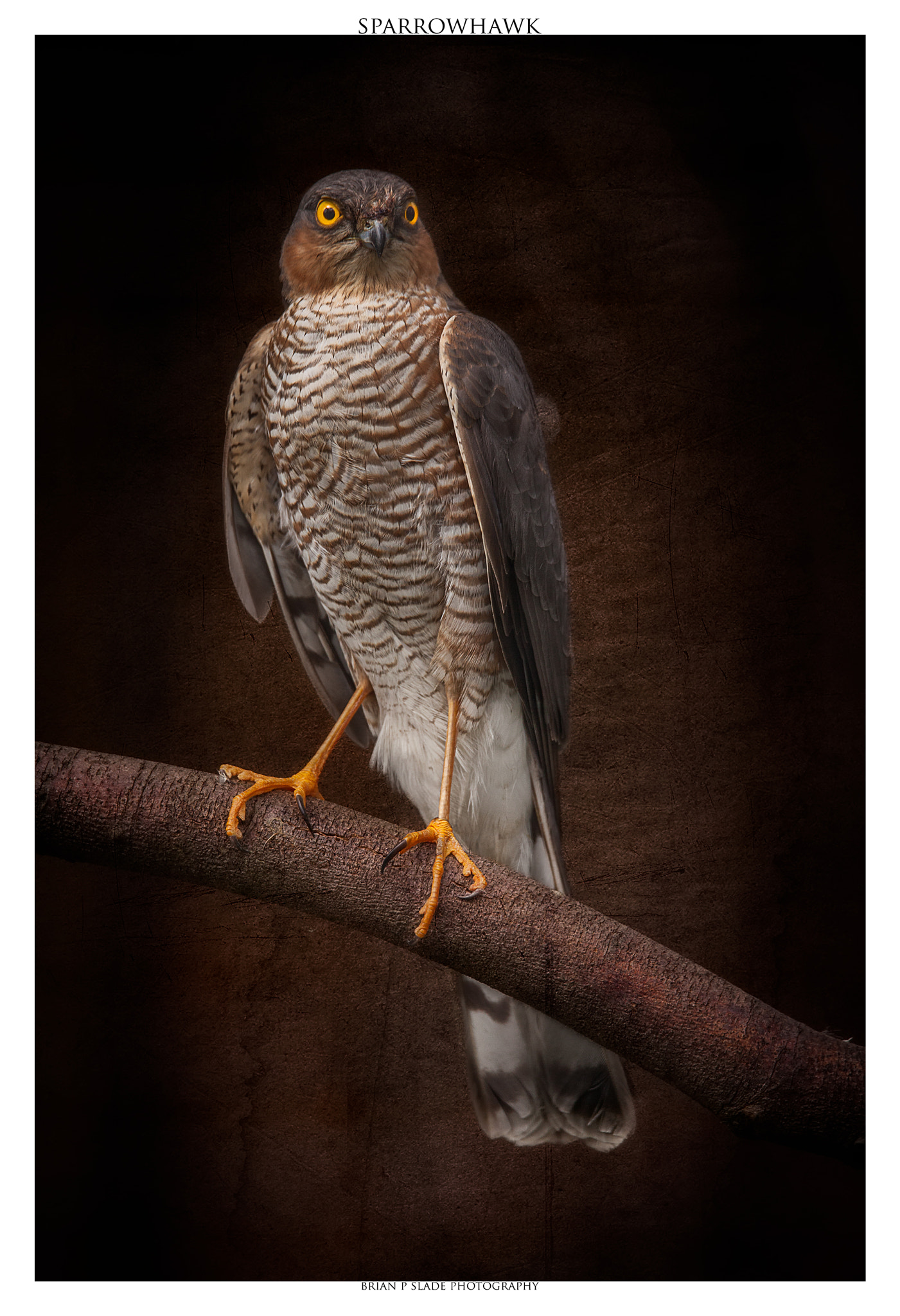 Sigma 150-600mm F5-6.3 DG OS HSM | C sample photo. Sparrowhawk in portrait photography