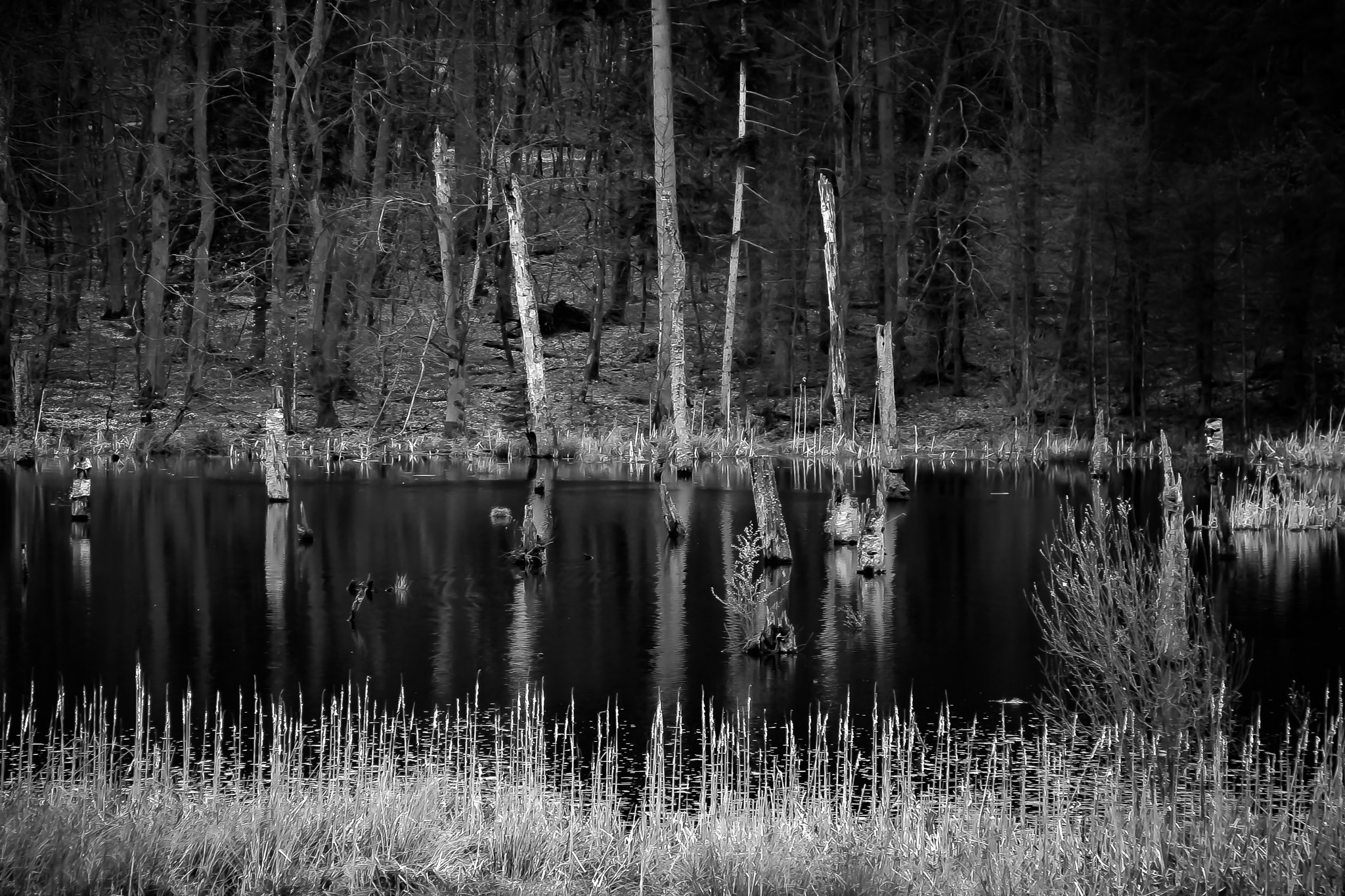Canon EOS 1000D (EOS Digital Rebel XS / EOS Kiss F) sample photo. Has been a wood photography