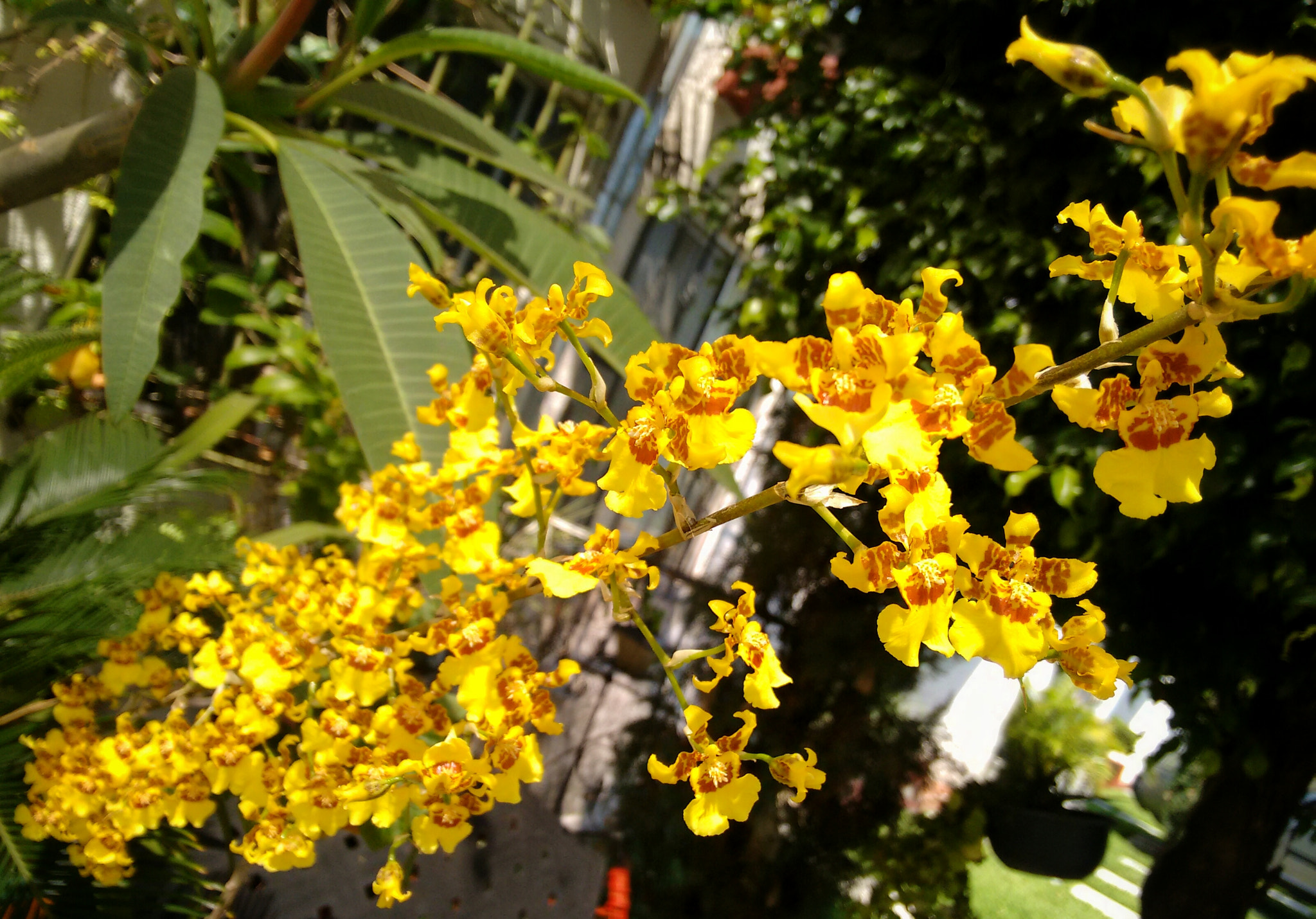 Motorola XT1063 sample photo. 150 orchids photography