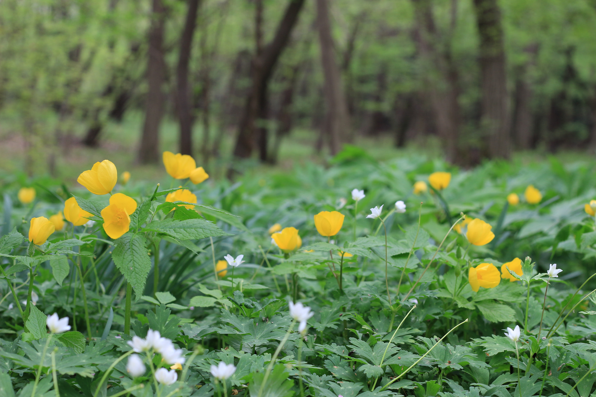 Canon EOS 100D (EOS Rebel SL1 / EOS Kiss X7) + Canon EF 50mm F1.8 II sample photo. Flowers in the woods. photography