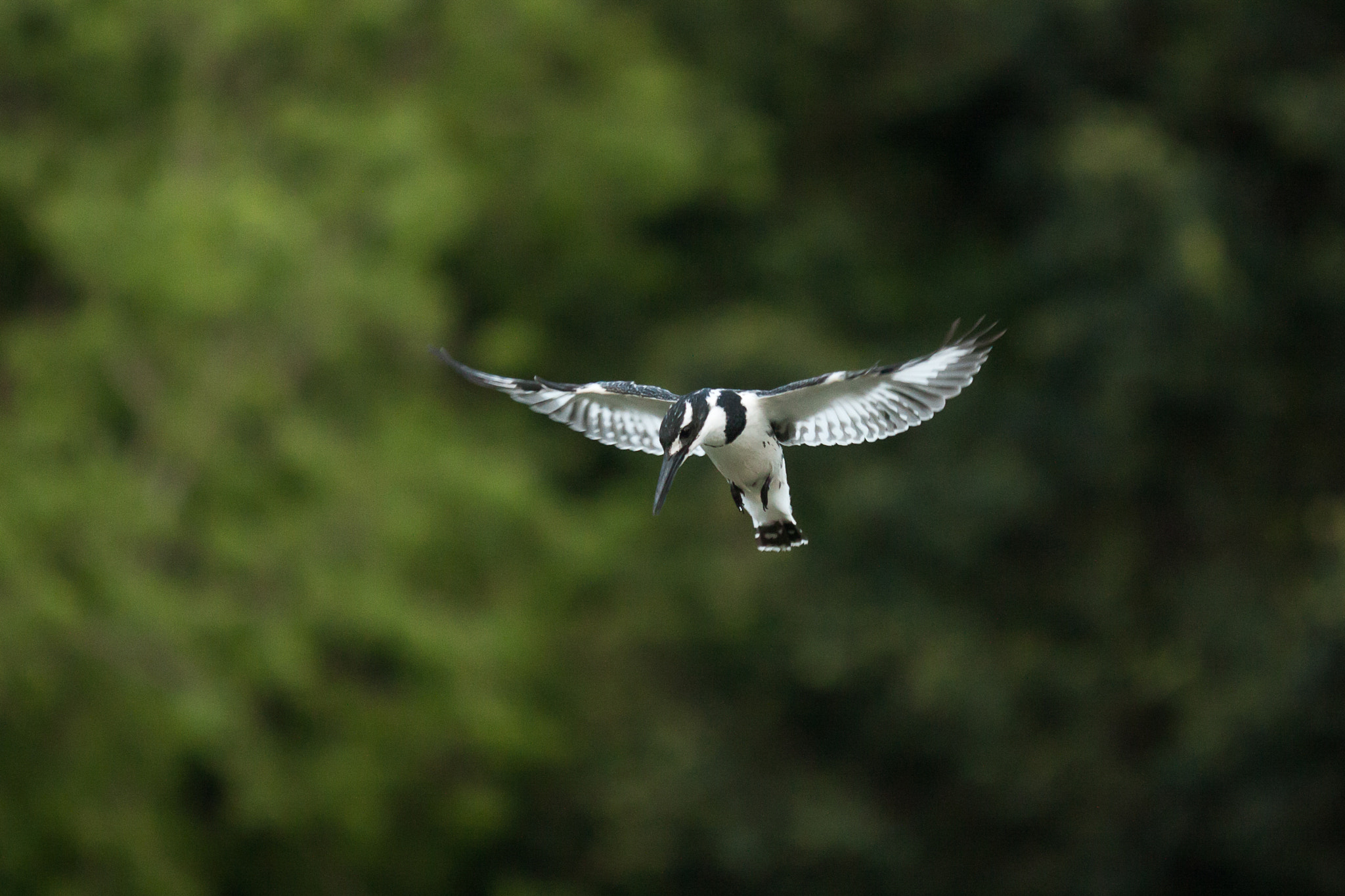 Canon EF 180mm F3.5L Macro USM sample photo. "pied kingfisher" photography