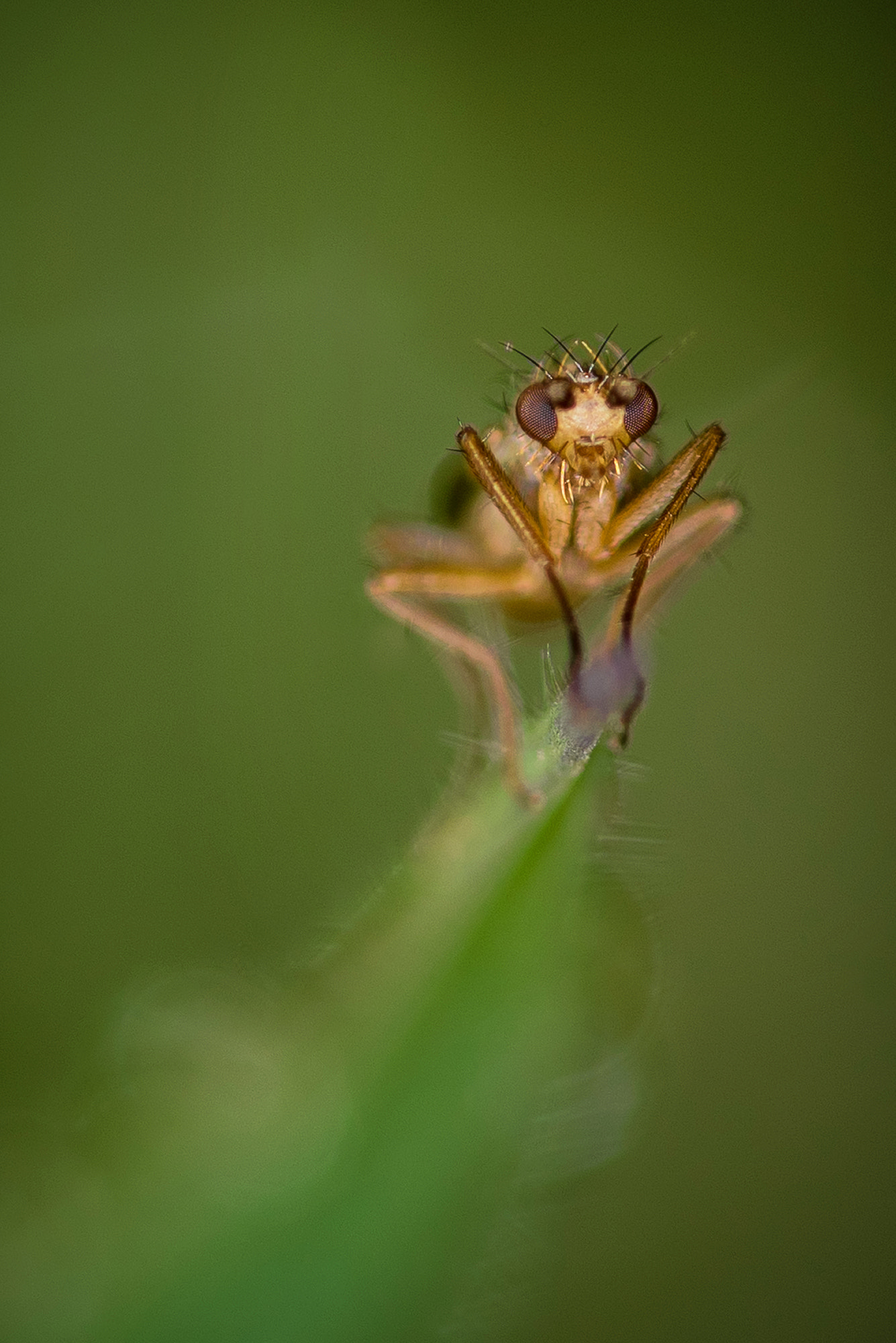 Nikon D810 + Nikon AF Micro-Nikkor 200mm F4D ED-IF sample photo. In green.. photography
