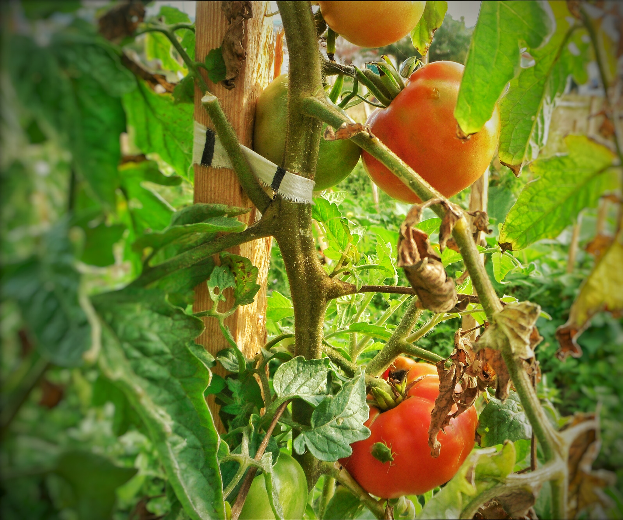Samsung PL80/VLUU PL80/ SL630/ PL81 sample photo. Tomato seedlings. photography