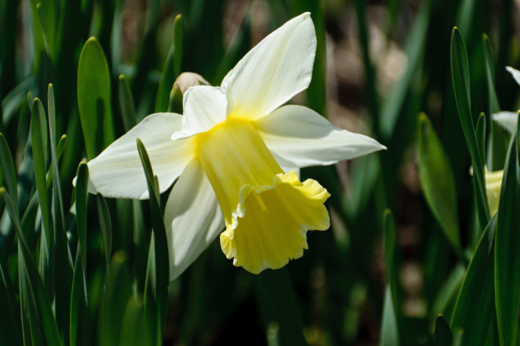 Sigma 18-200mm F3.5-6.3 II DC OS HSM sample photo. Perfect narcissus photography