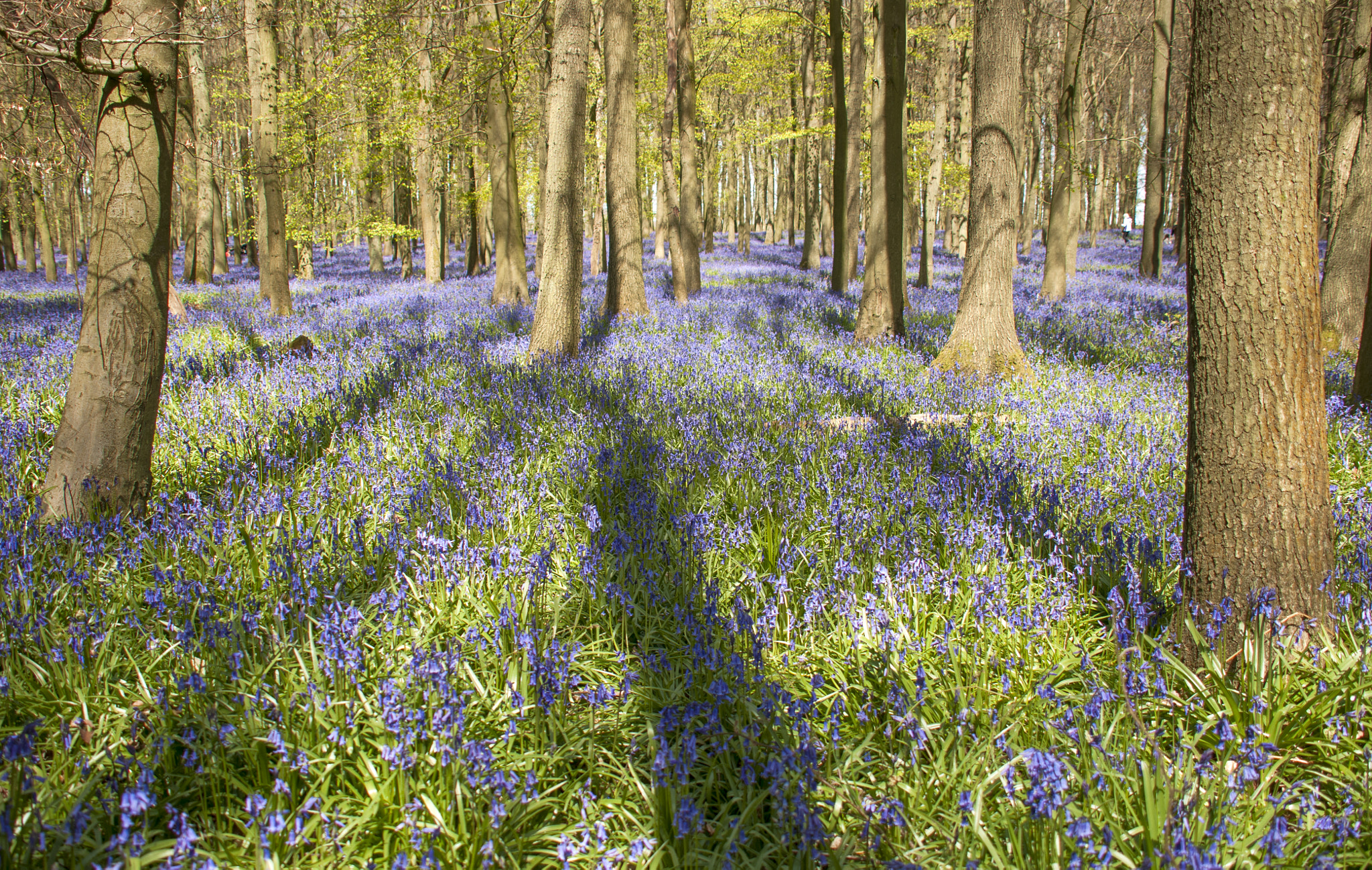 Nikon D300S sample photo. Bluebell woods photography