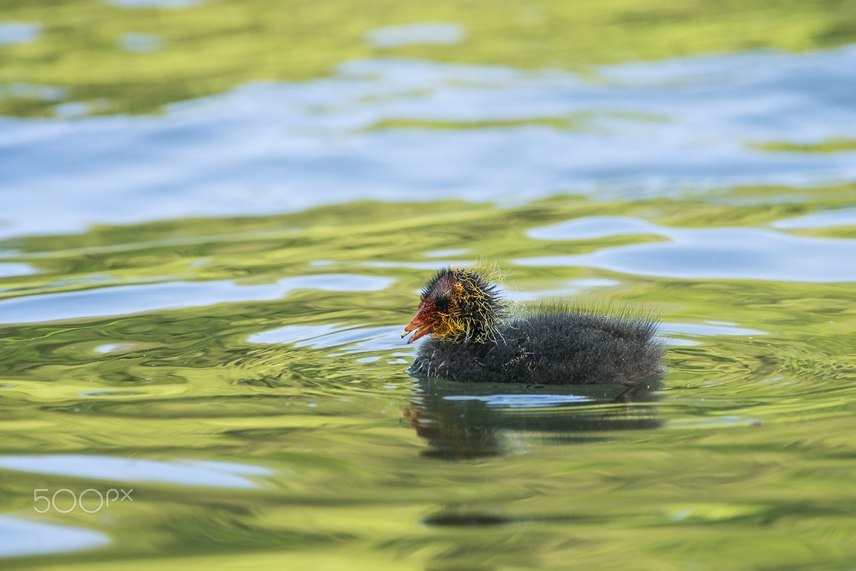 Minolta AF 400mm F4.5 HS-APO G sample photo. Piccolo di folaga photography