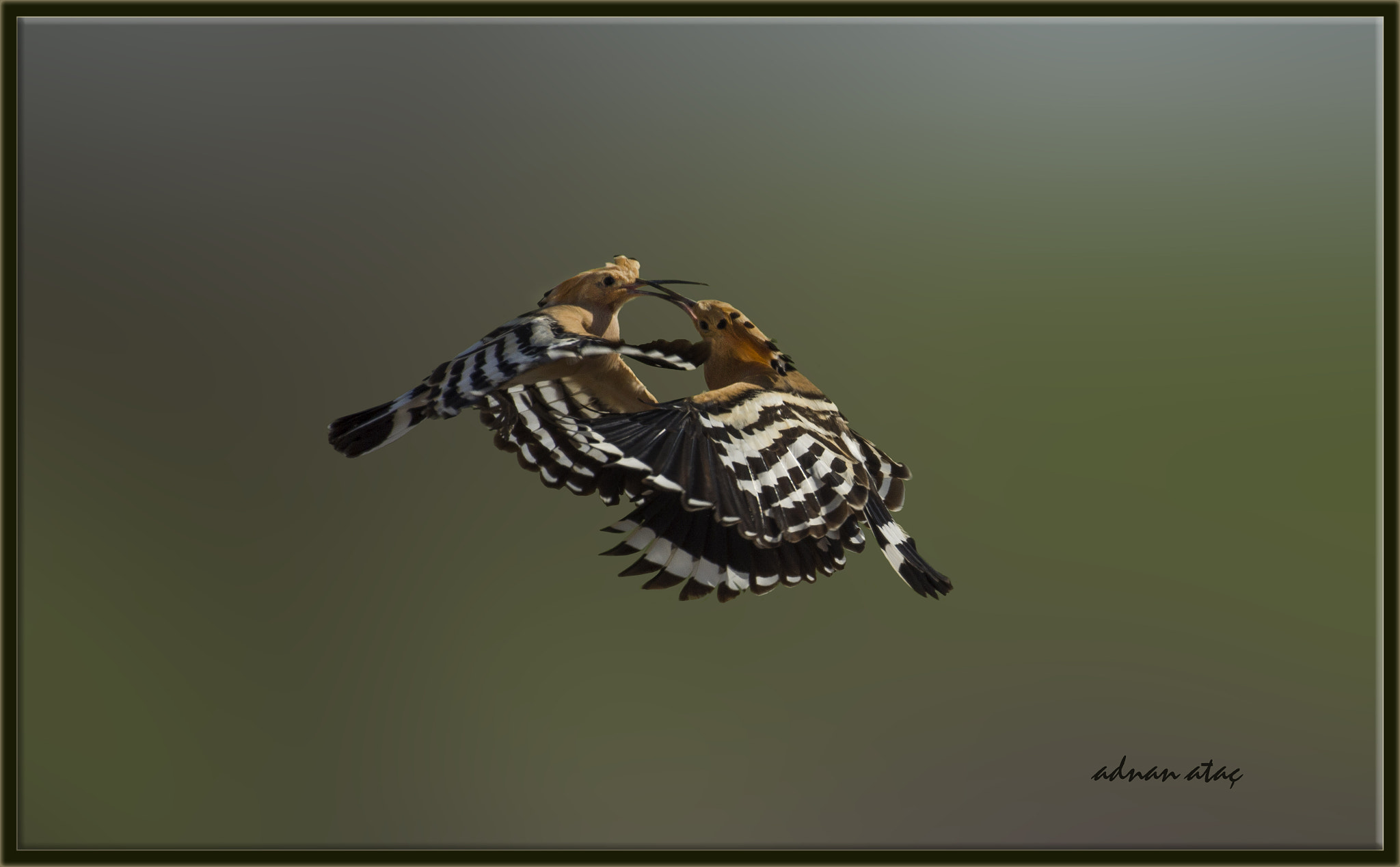 Nikon D4 sample photo. İbibik - hoopoe - upupa epops photography