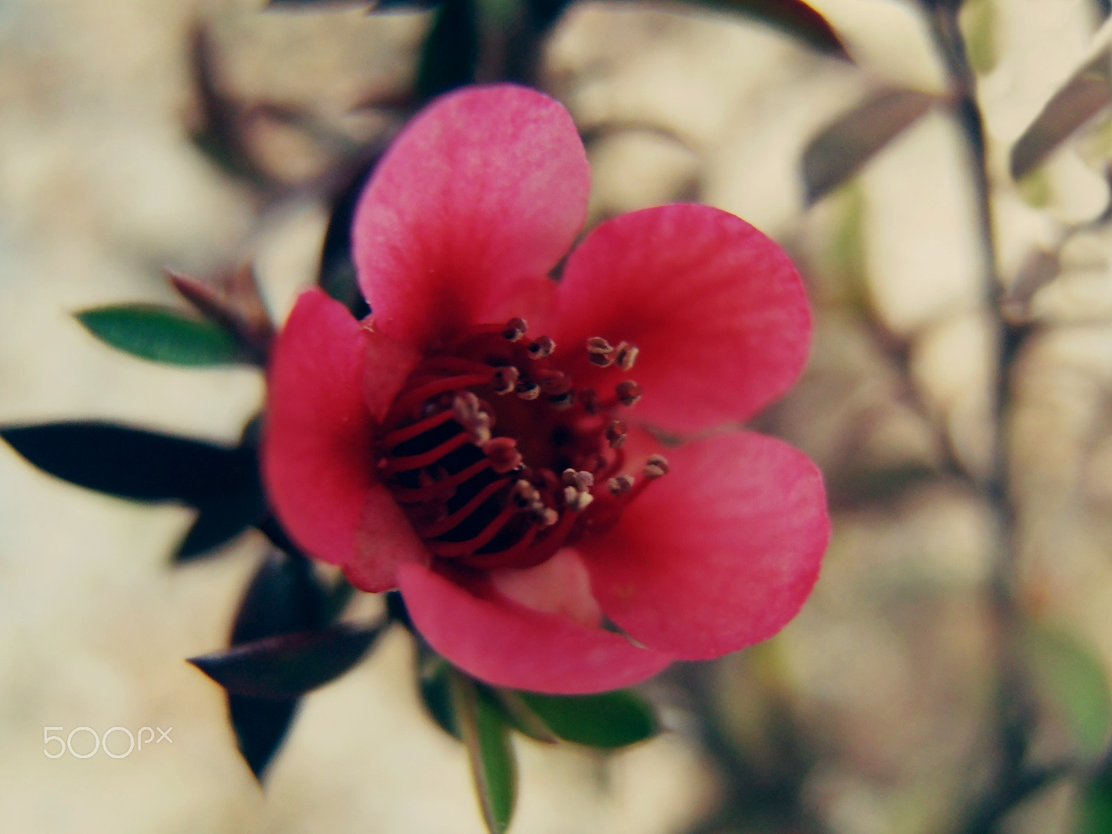 Olympus VR325,VR320,D725 sample photo. Silk flower photography