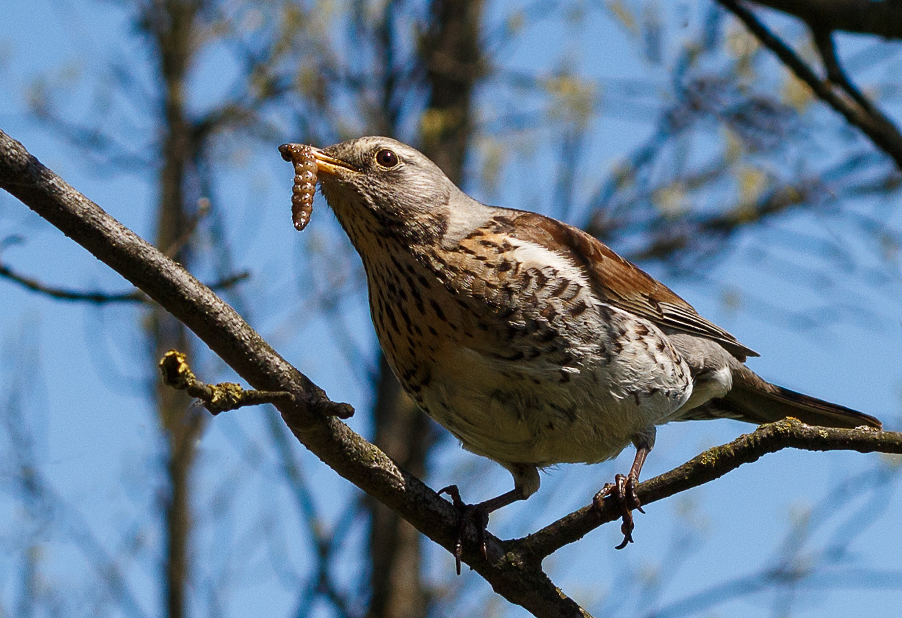 Canon EF 40mm F2.8 STM sample photo. The bird photography