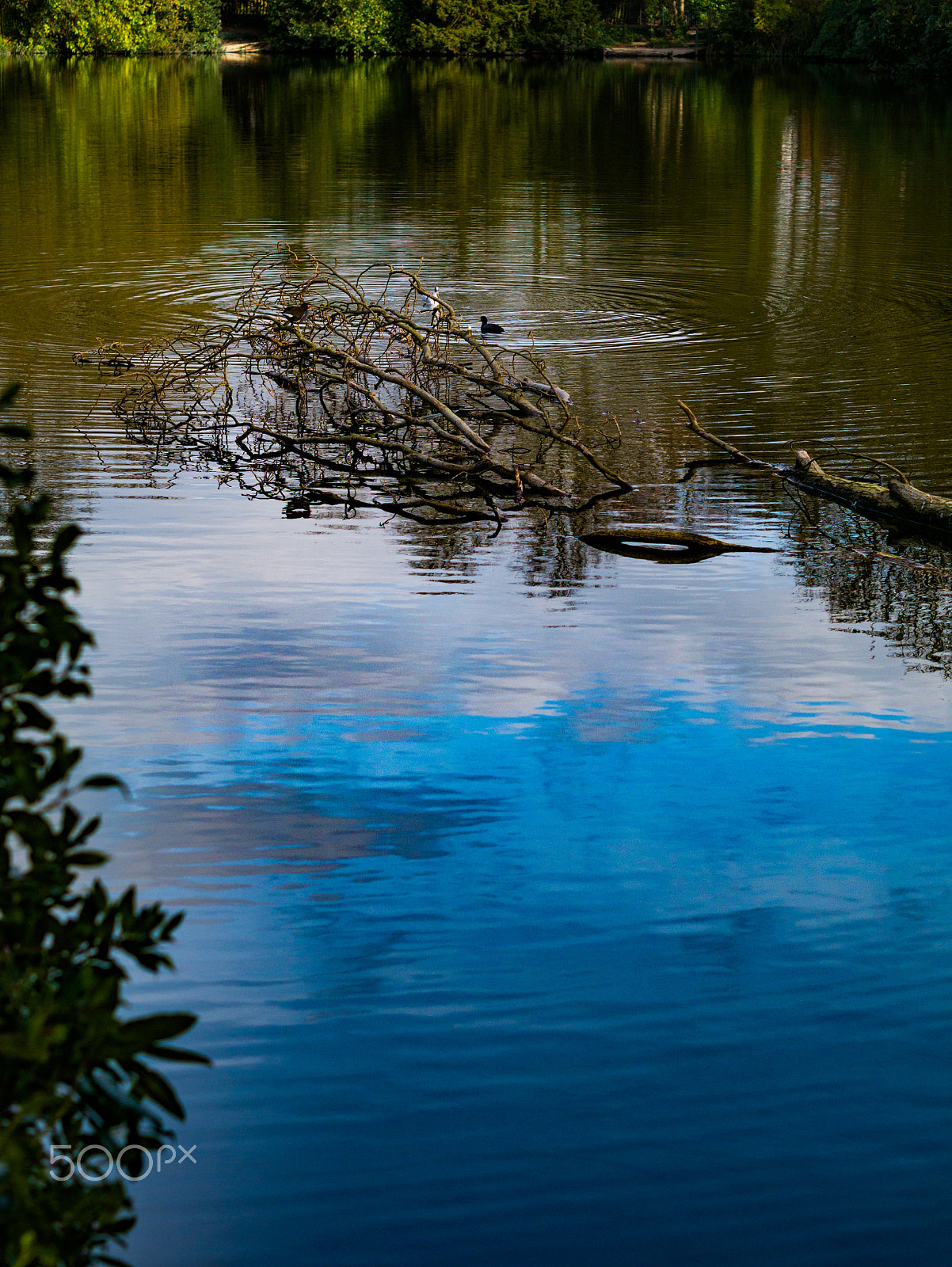 Panasonic Lumix DMC-G7 + Olympus M.Zuiko Digital 45mm F1.8 sample photo. Fallen tree photography