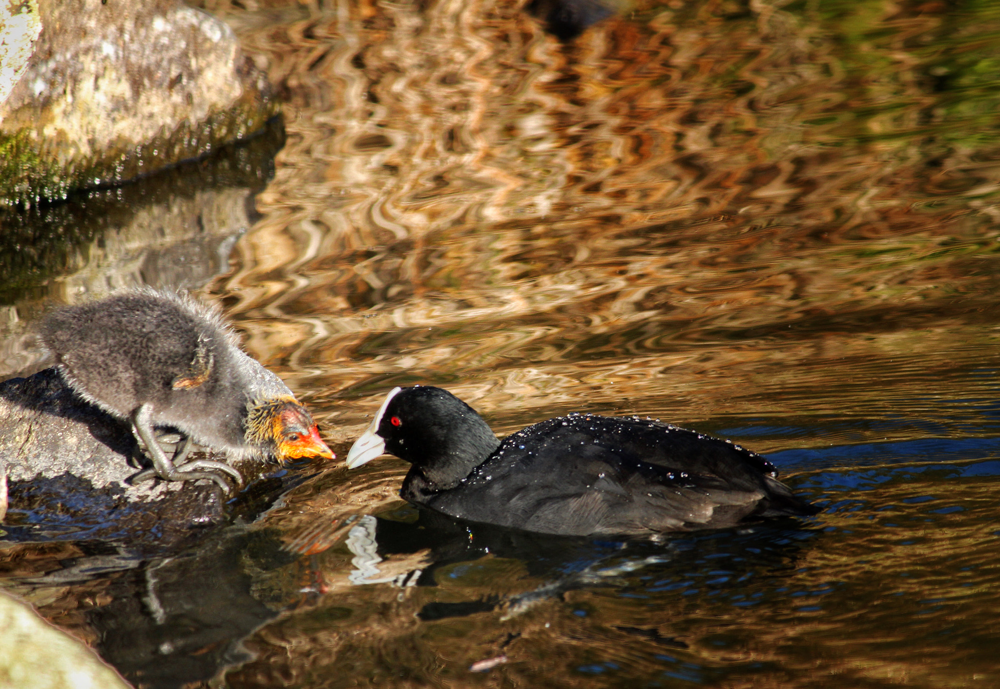 Canon EF-S 55-250mm F4-5.6 IS II sample photo. Mum,can i have a glass of wine? photography