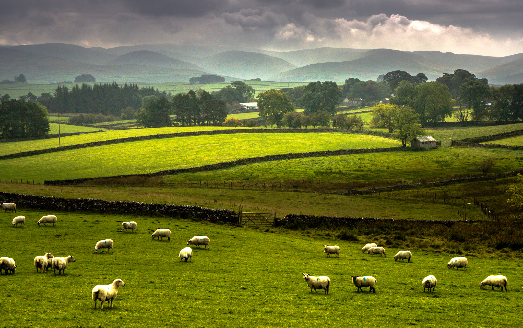 Sony Alpha NEX-7 + 24-70mm F4 ZA OSS sample photo. Flock of sheep. photography