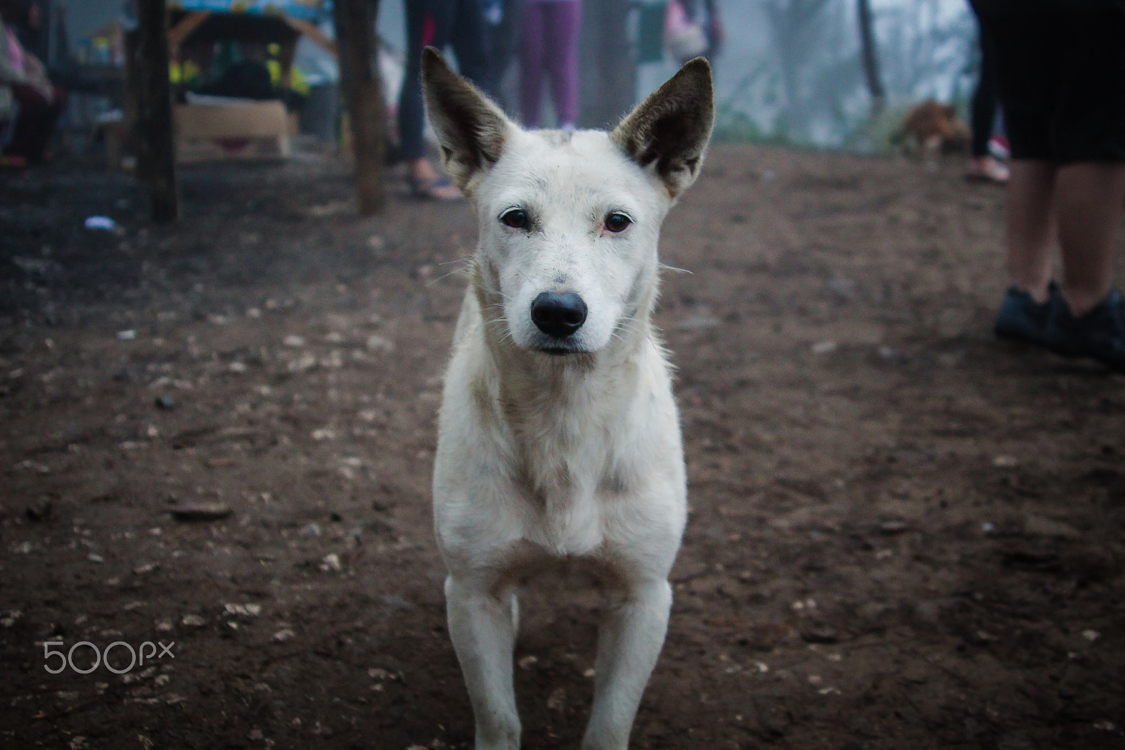 Canon EF 28-105mm f/3.5-4.5 USM sample photo. Philipino mountain dog photography