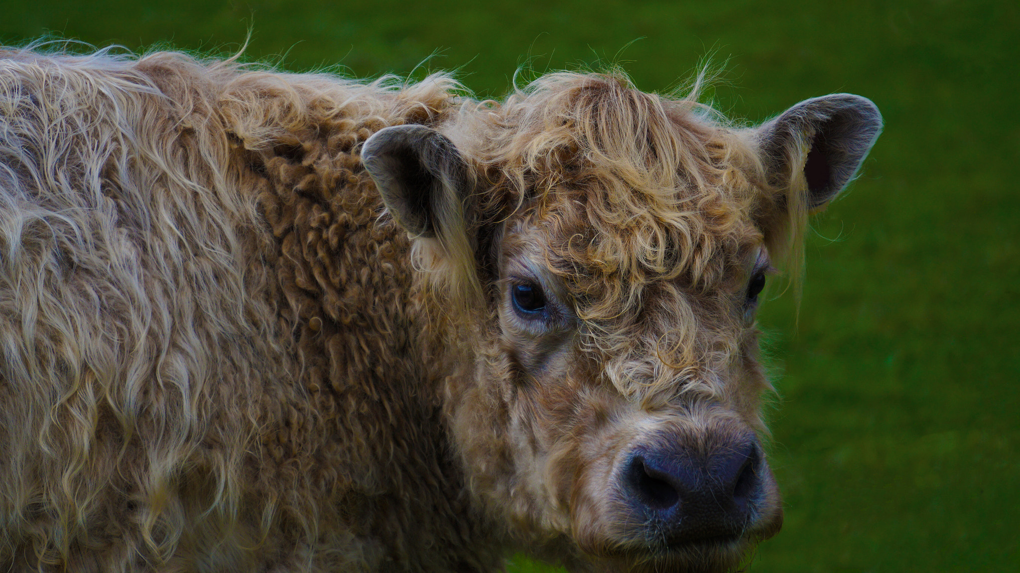 Sony Alpha a3000 sample photo. Haired cow photography