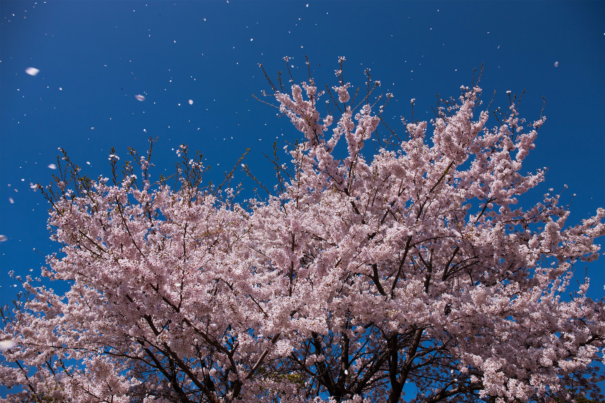 Canon EOS-1Ds Mark III + Canon EF 24-70mm F4L IS USM sample photo. Storm of cherry blossom petals photography