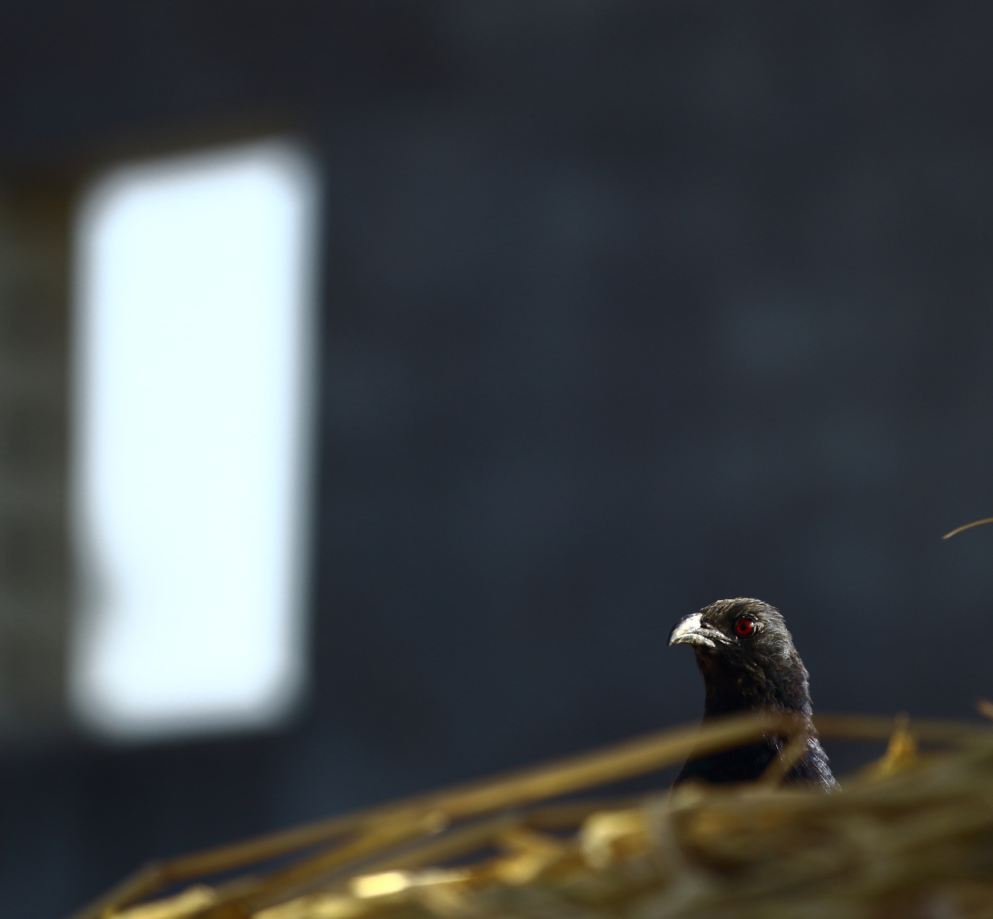 Canon EF 70-200mm F2.8L IS II USM sample photo. Escape plan photography