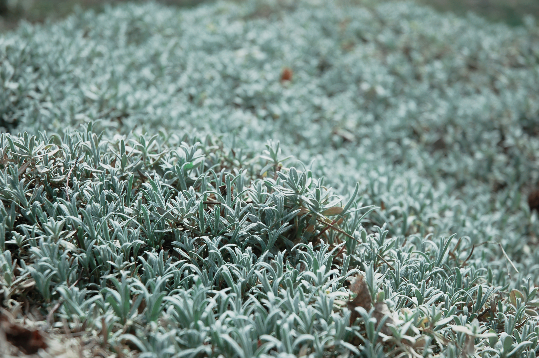 Nikon D50 sample photo. Organic carpet photography