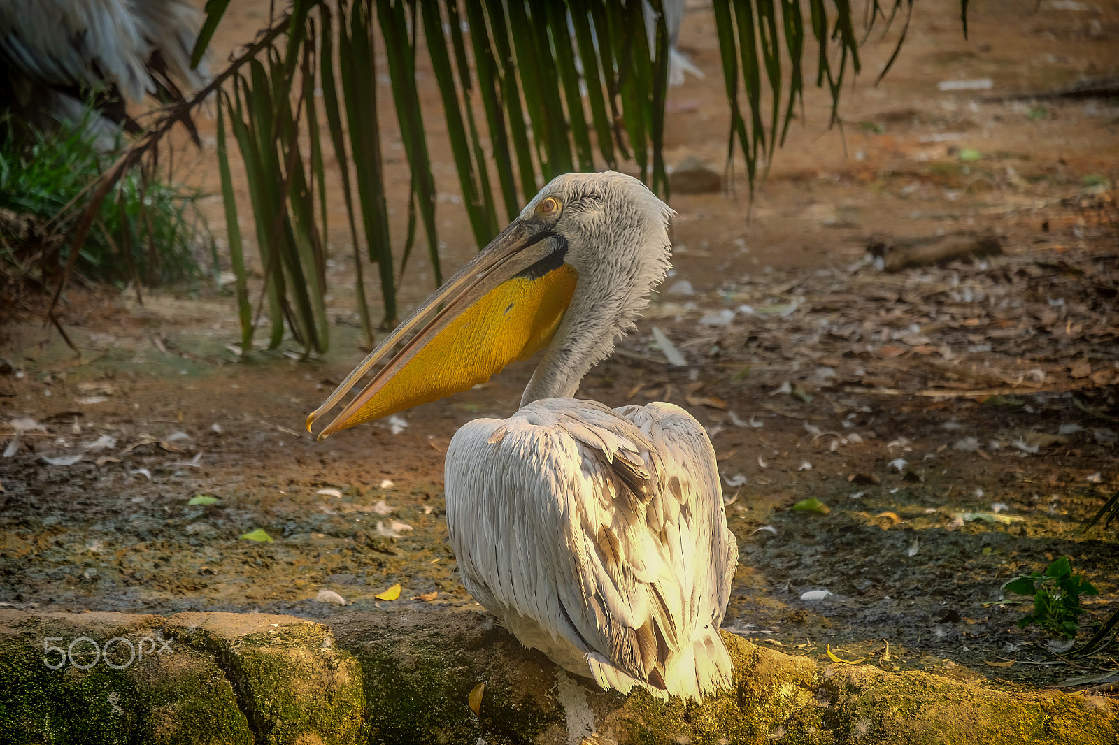 Fujifilm X-T1 + Fujifilm XC 50-230mm F4.5-6.7 OIS II sample photo. Pelican photography