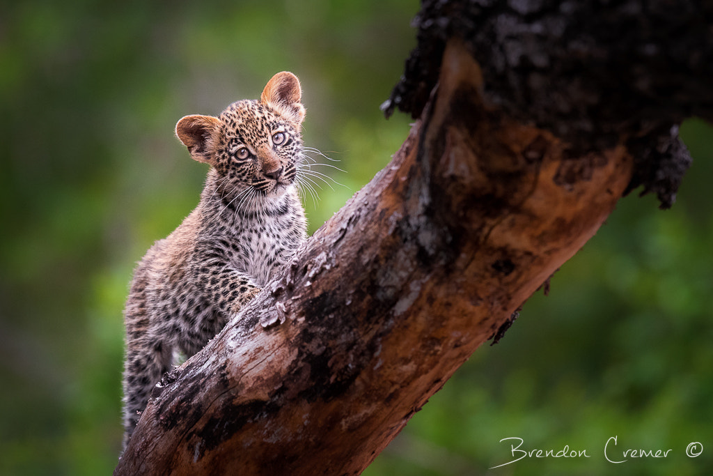 Nikon AF-S Nikkor 400mm F2.8G ED VR II sample photo. A curious leopard cub climbs up a fallen down tree to have a better look at us.  photography