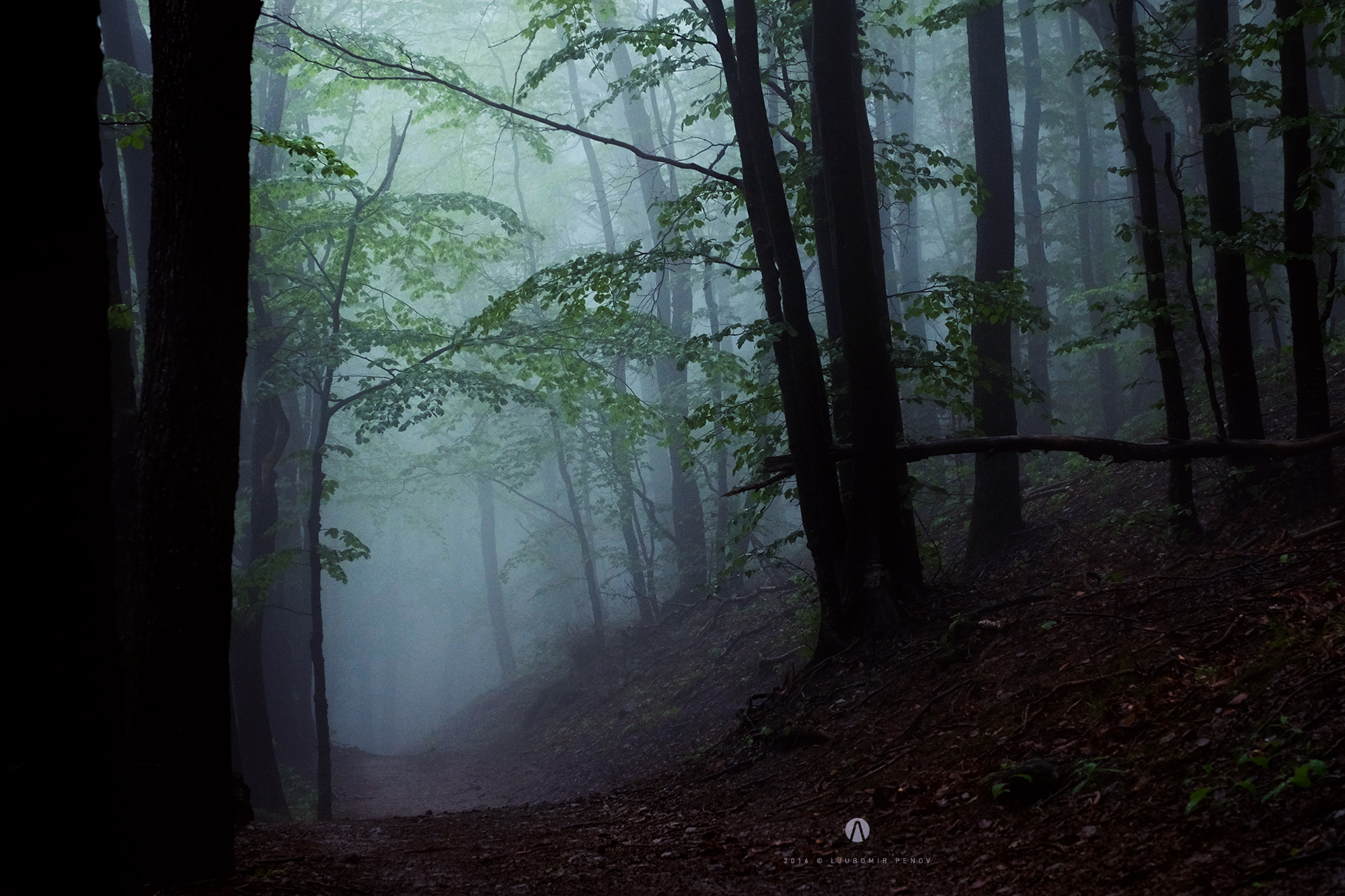 Fujifilm X-T1 + ZEISS Touit 50mm F2.8 sample photo. Foggy forest 12 photography