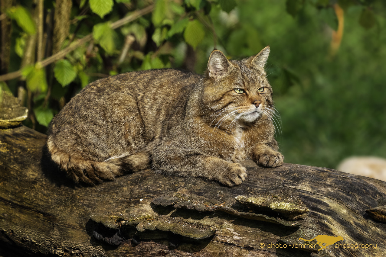 Canon EF 100-400mm F4.5-5.6L IS II USM sample photo. Wildcat photography