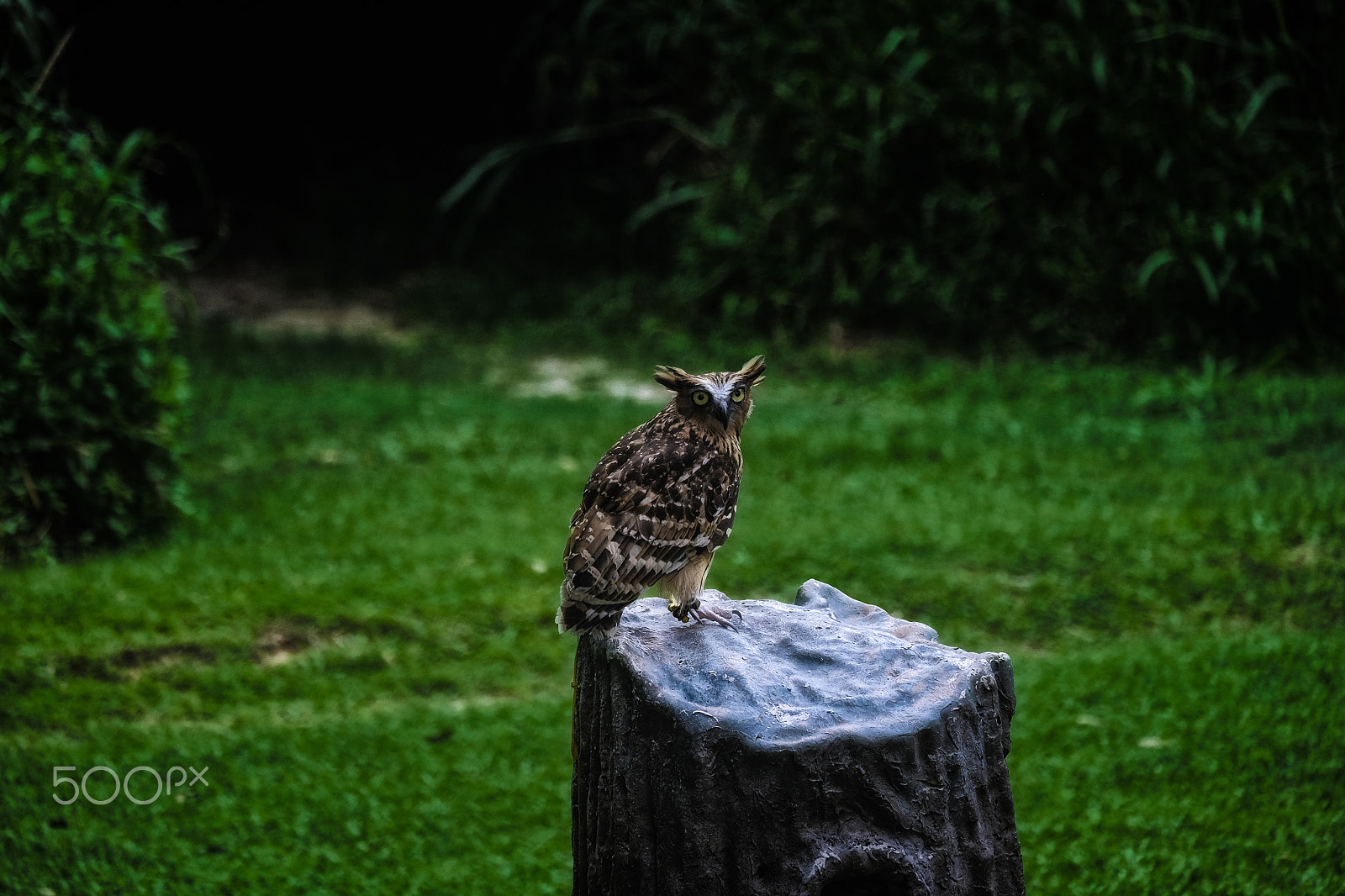 Fujifilm X-T1 + Fujifilm XC 50-230mm F4.5-6.7 OIS II sample photo. Death stare photography