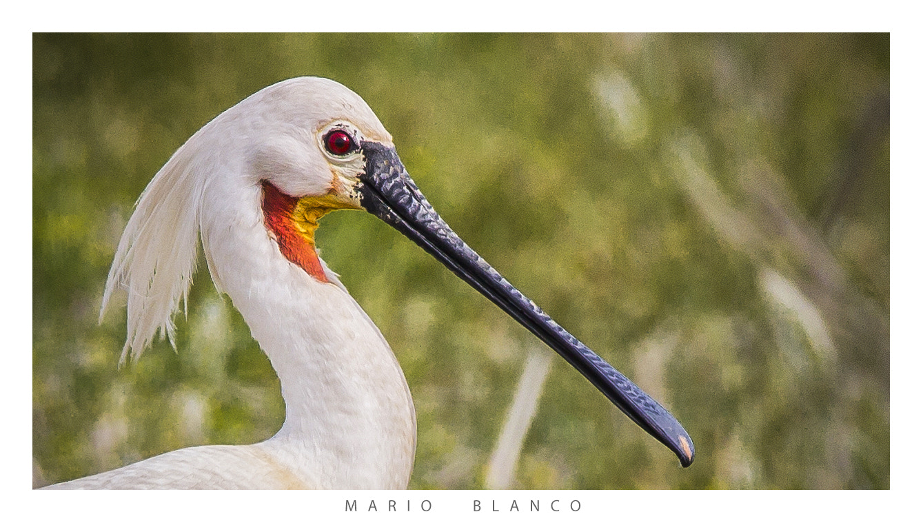 Tamron SP 150-600mm F5-6.3 Di VC USD sample photo. Spoonbill portrait photography