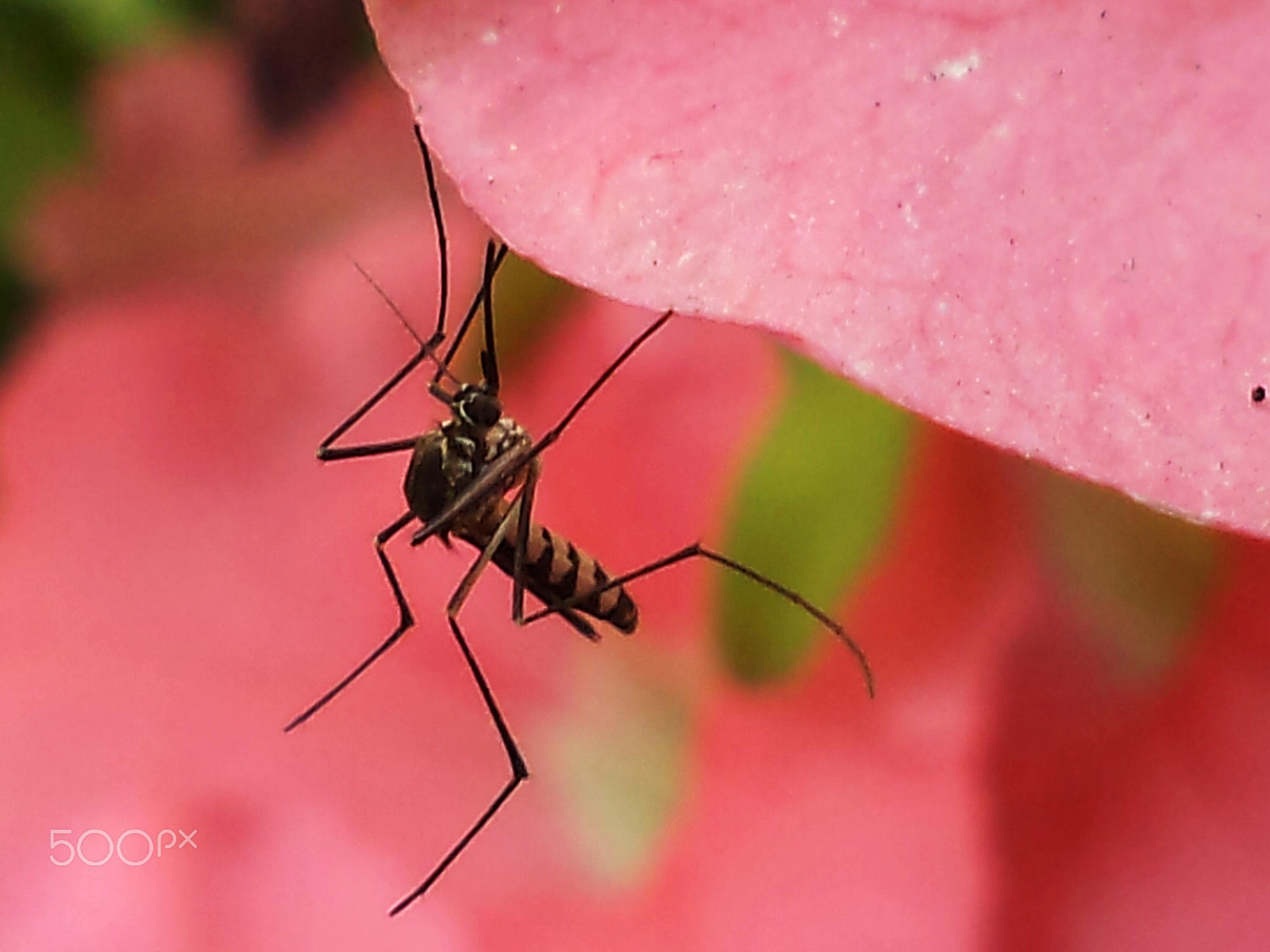 Sony DSC-S3000 sample photo. The malaria carrier photography