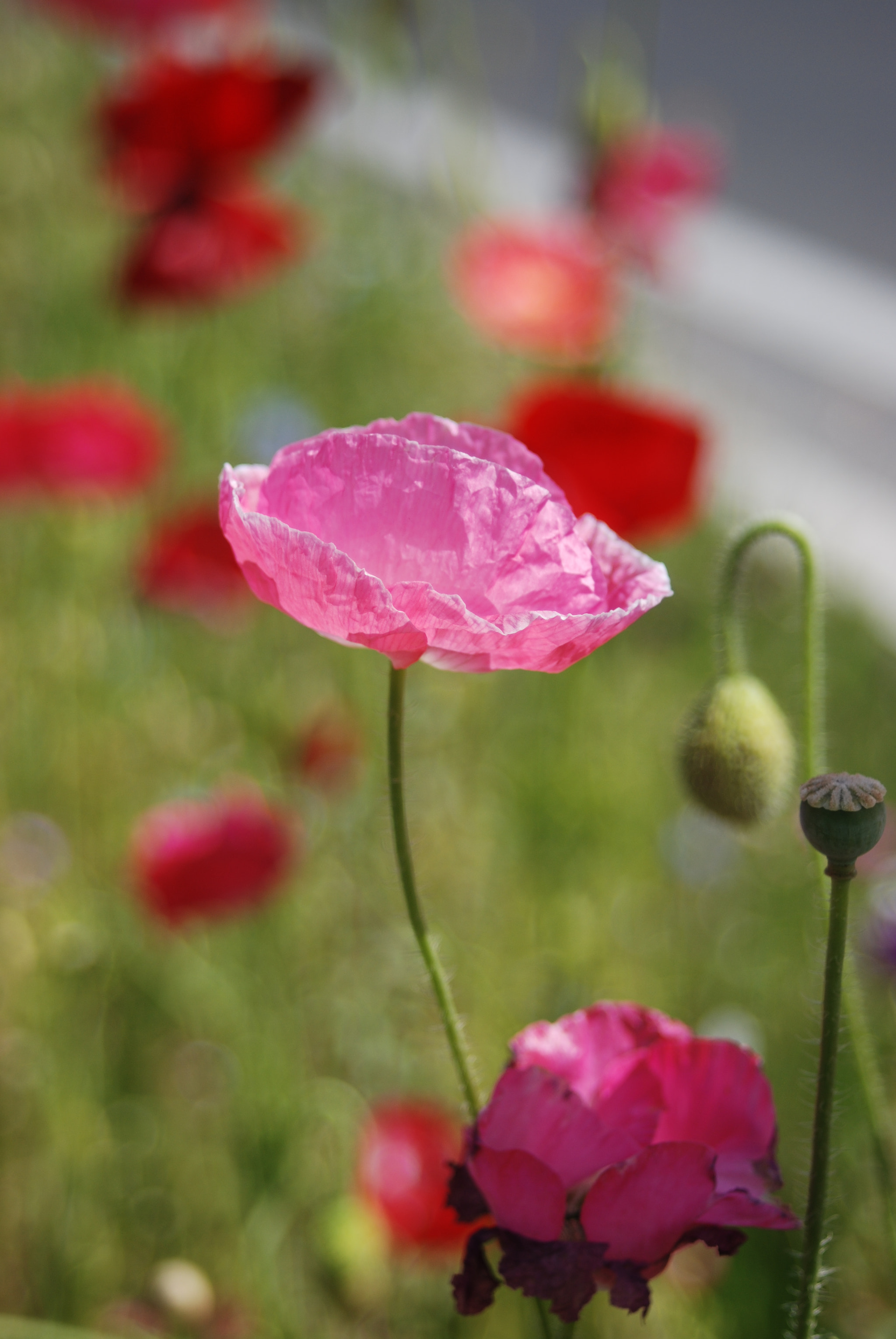 Nikon D80 + AF Zoom-Nikkor 28-70mm f/3.5-4.5D sample photo. Paper poppy.jpg photography