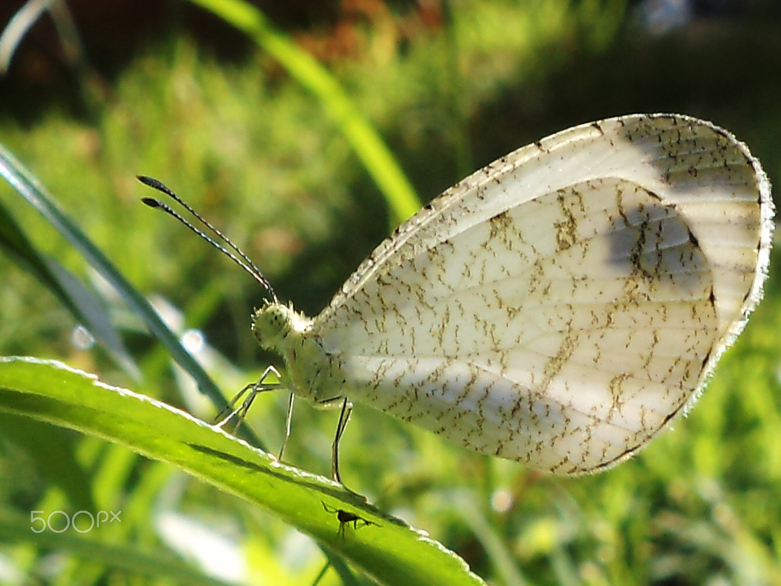 Sony DSC-S3000 sample photo. The cute wings photography