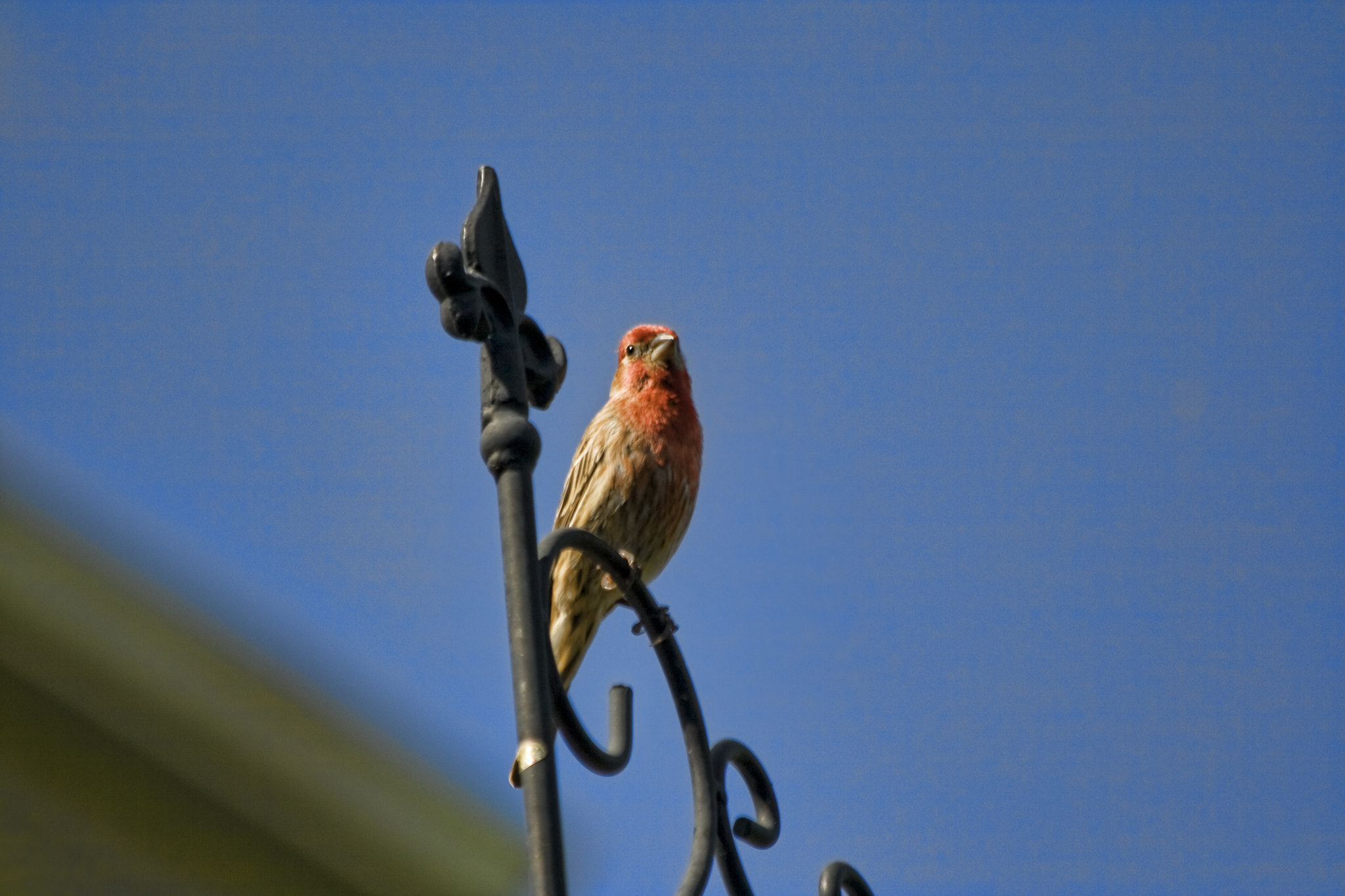 Canon EOS 400D (EOS Digital Rebel XTi / EOS Kiss Digital X) sample photo. Purple finch photography