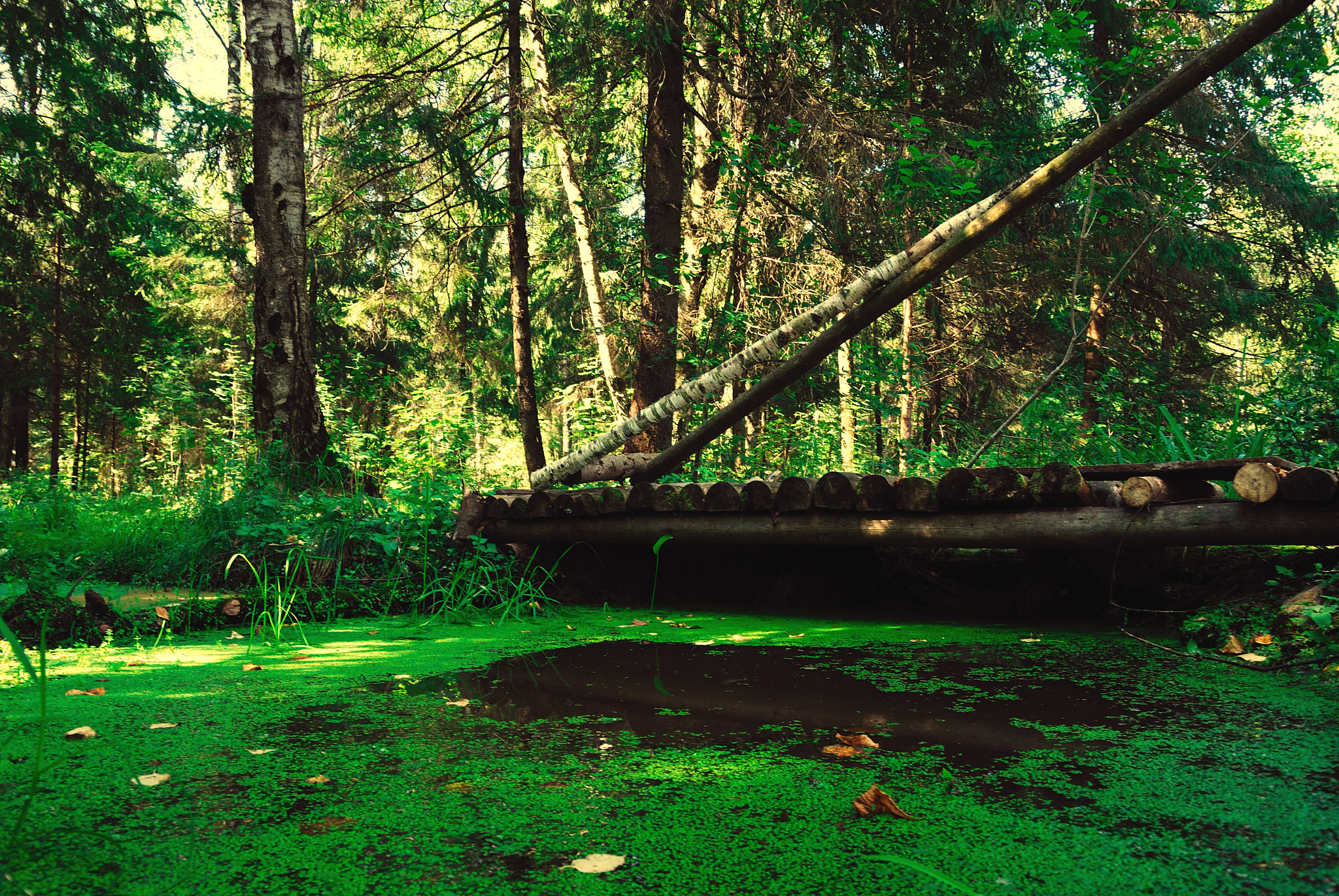 Nikon D200 + Sigma 18-50mm F2.8 EX DC Macro sample photo. Blooms of duckweed in the forest river photography