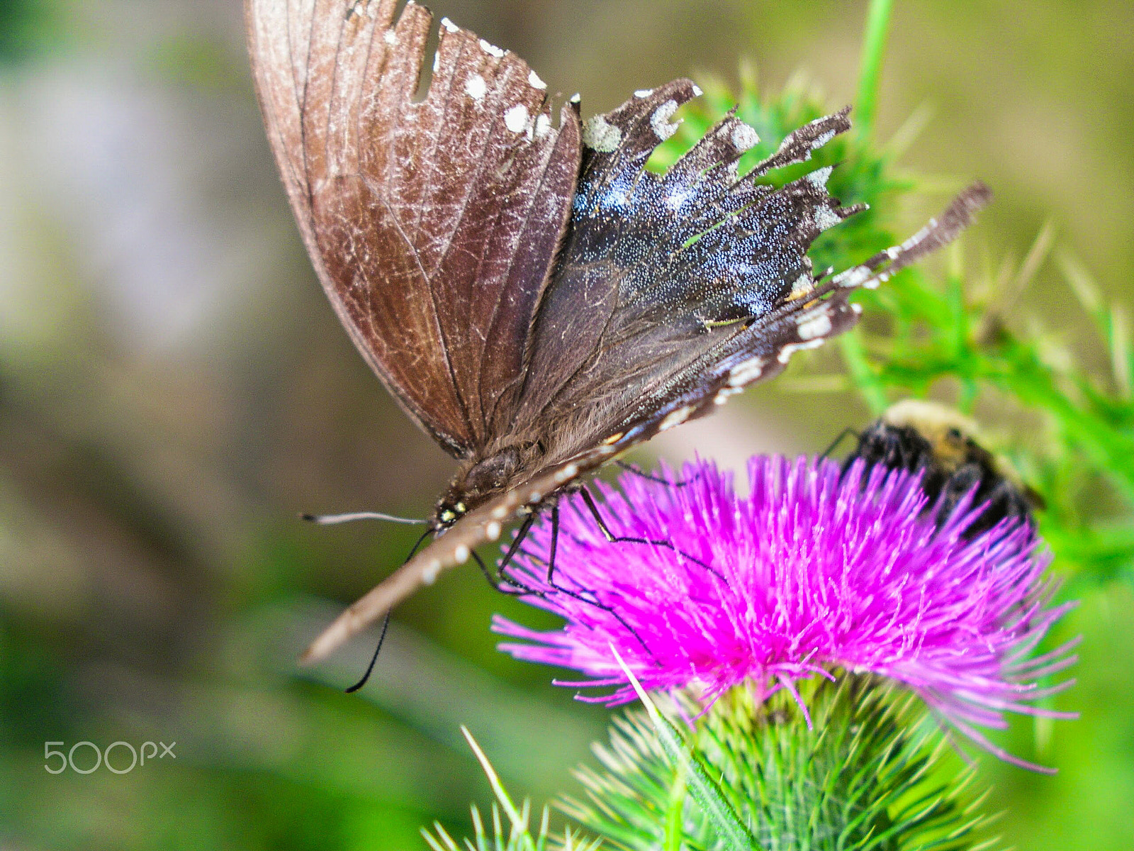 Olympus C5050Z sample photo. Butterfly feasting photography