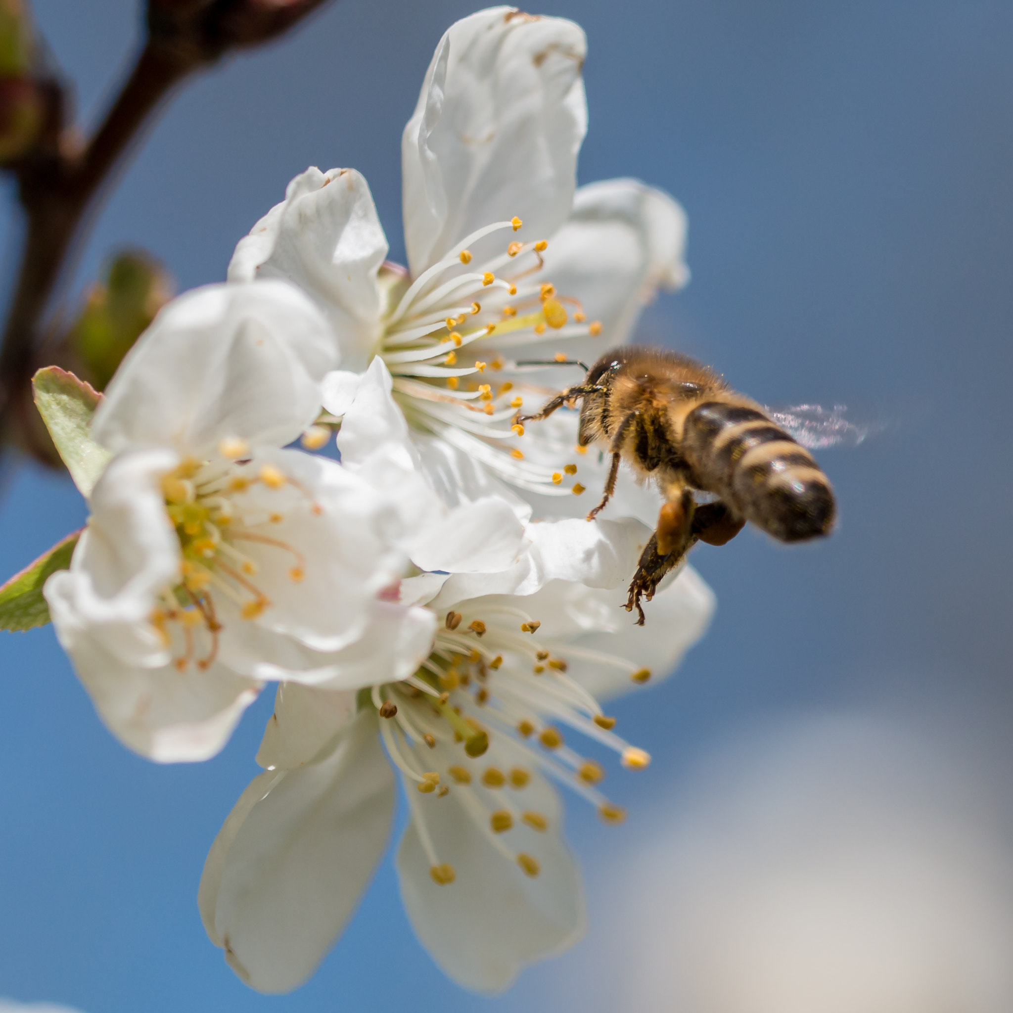 Sigma 150mm f/2.8 EX DG OS HSM APO Macro sample photo. Honigbiene 8 photography