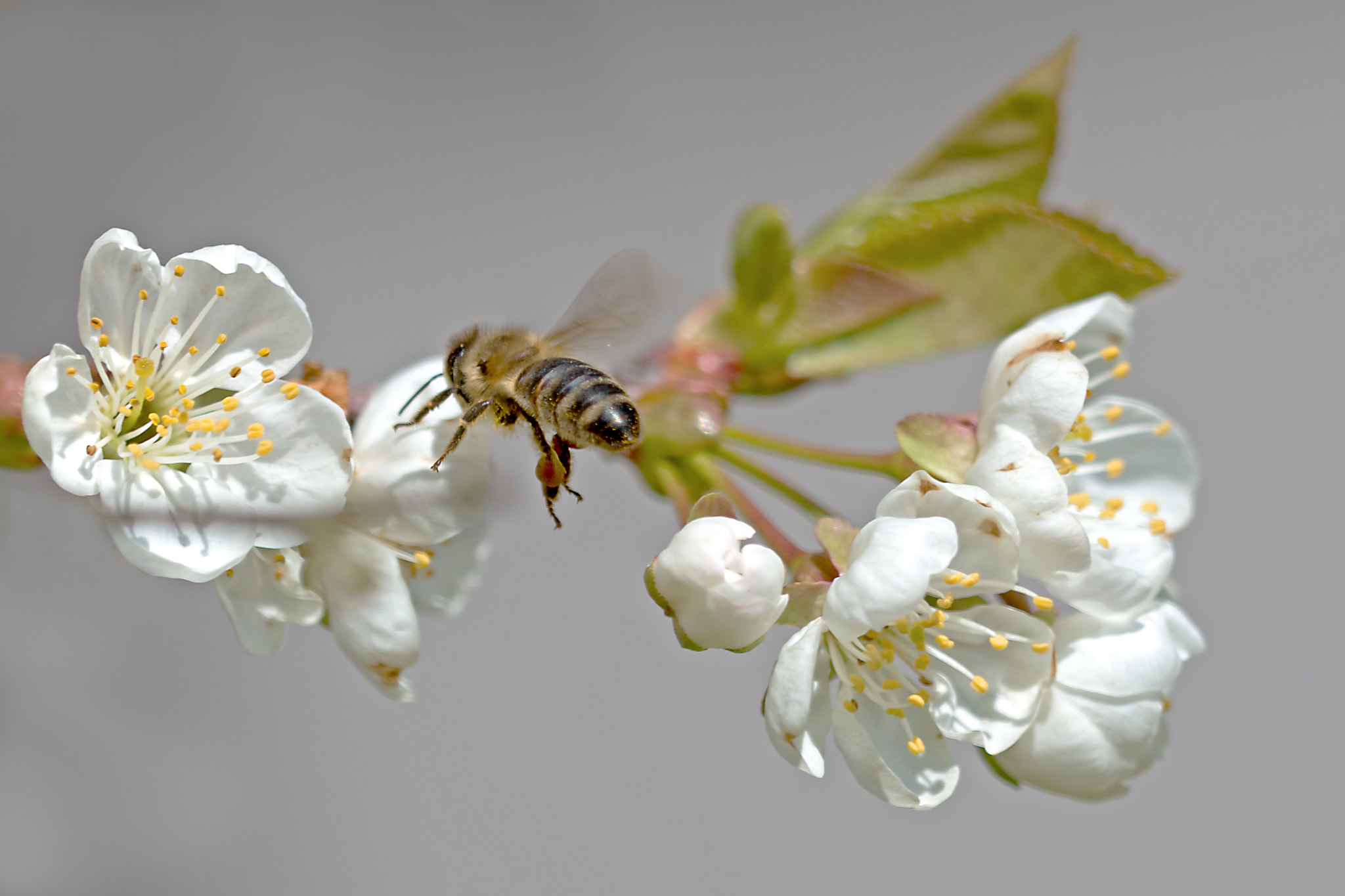 Sigma 150mm f/2.8 EX DG OS HSM APO Macro sample photo. Honigbiene 9 photography