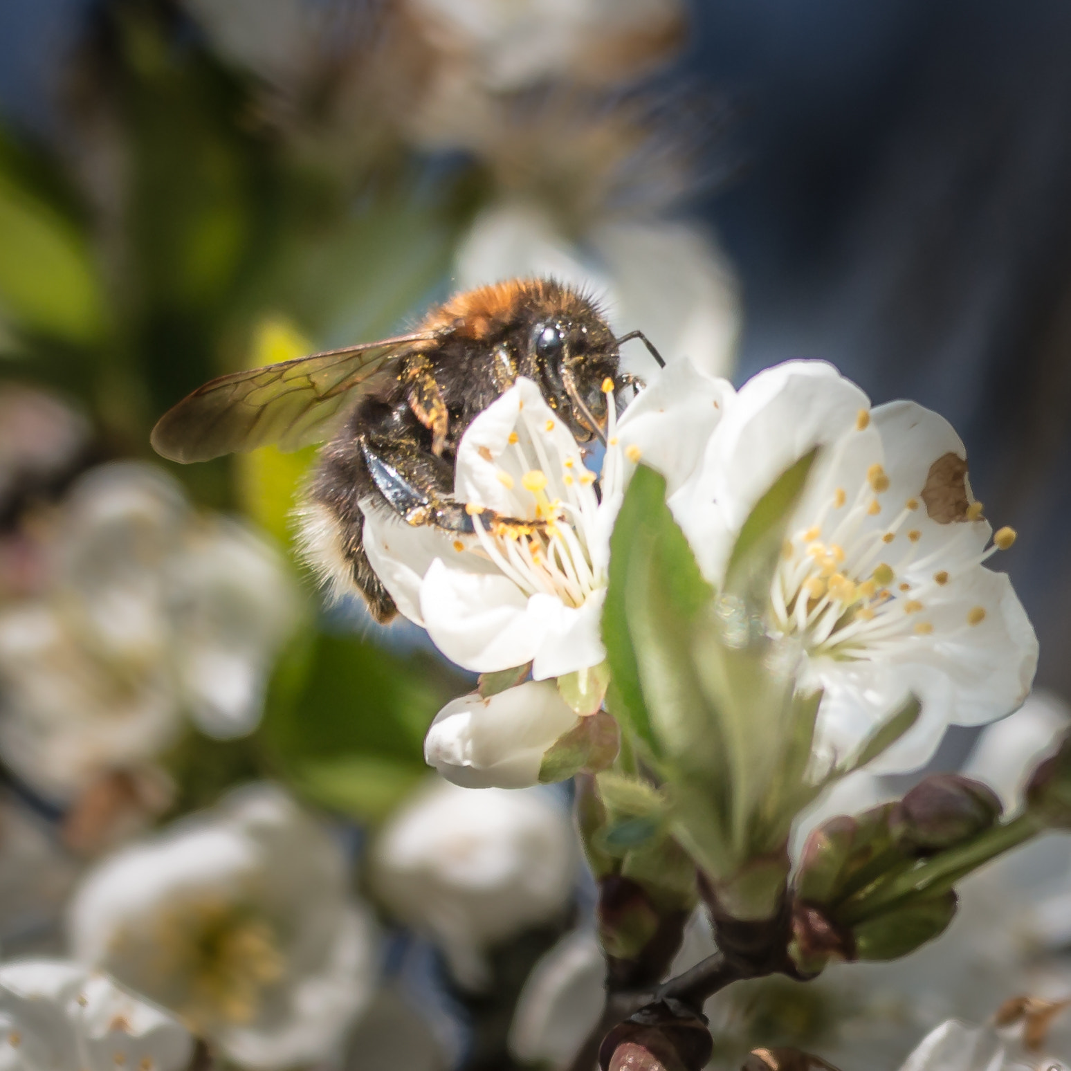 Sigma 150mm f/2.8 EX DG OS HSM APO Macro sample photo. Erdhummel 5 photography