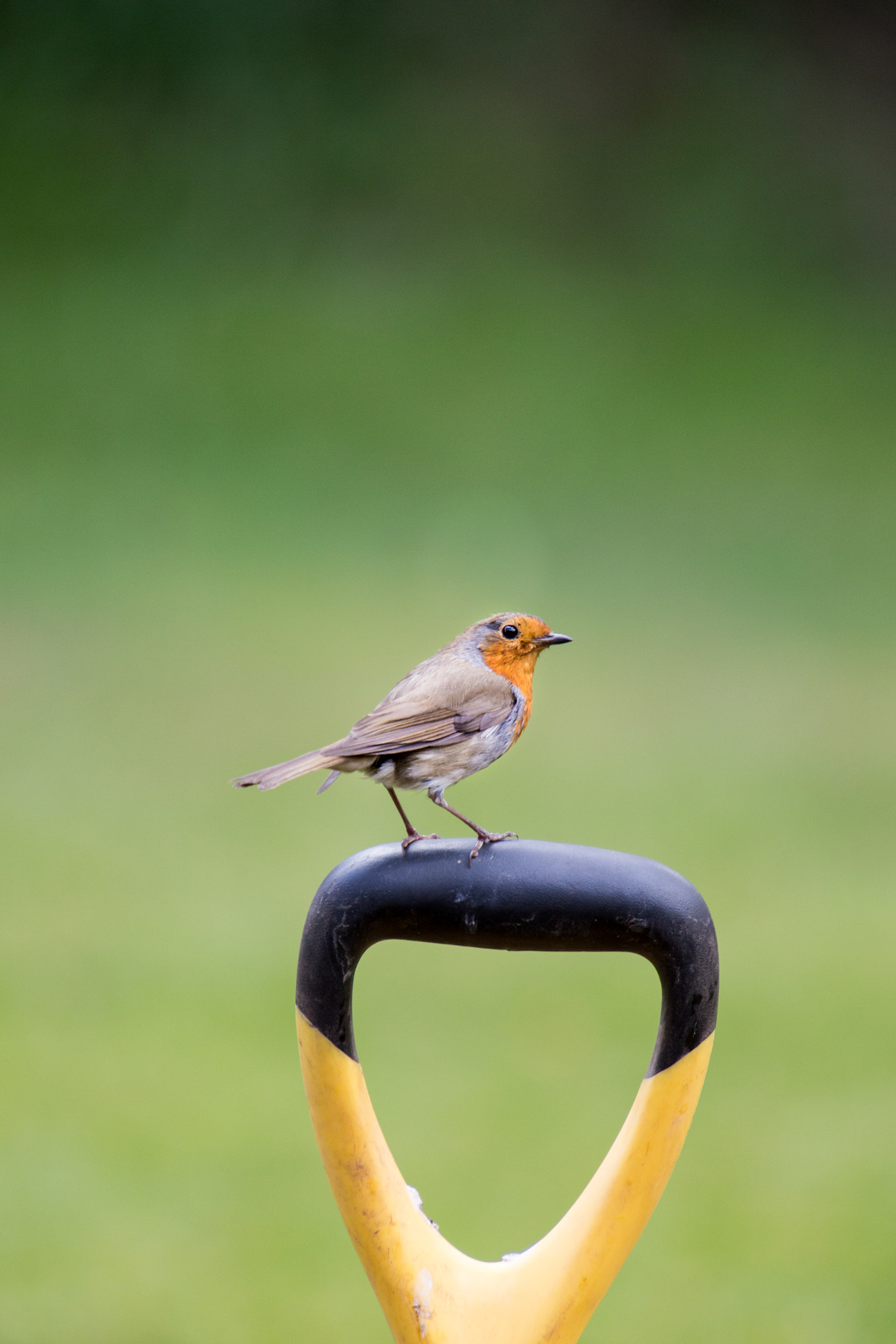 Canon EF 70-200mm F2.8L USM sample photo. Robin on a fork photography