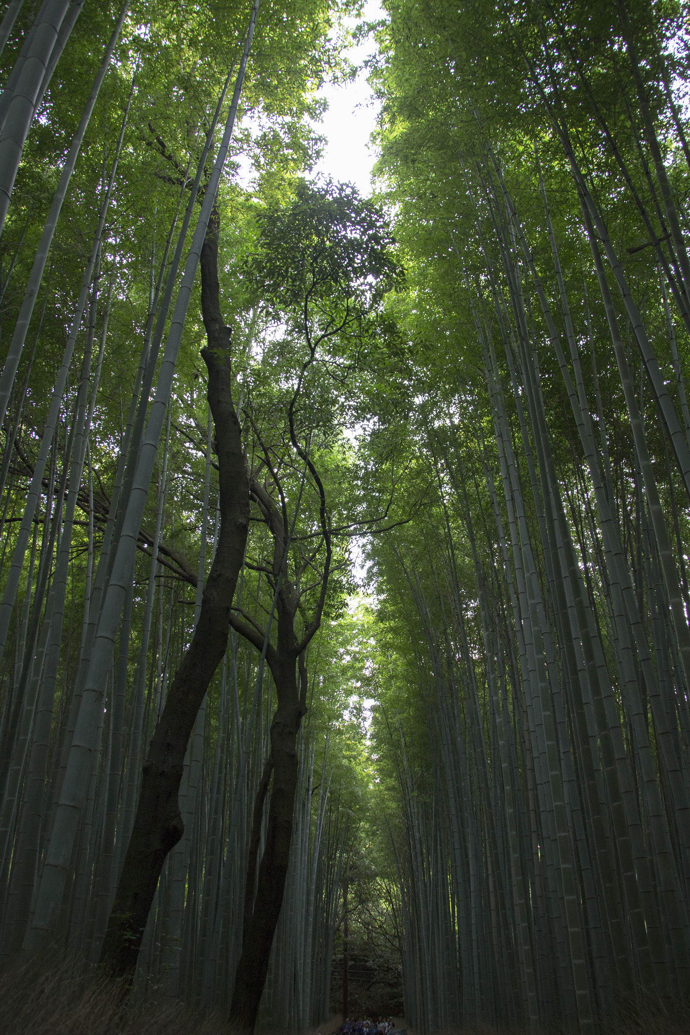 Canon EOS 100D (EOS Rebel SL1 / EOS Kiss X7) sample photo. 嵐山 photography