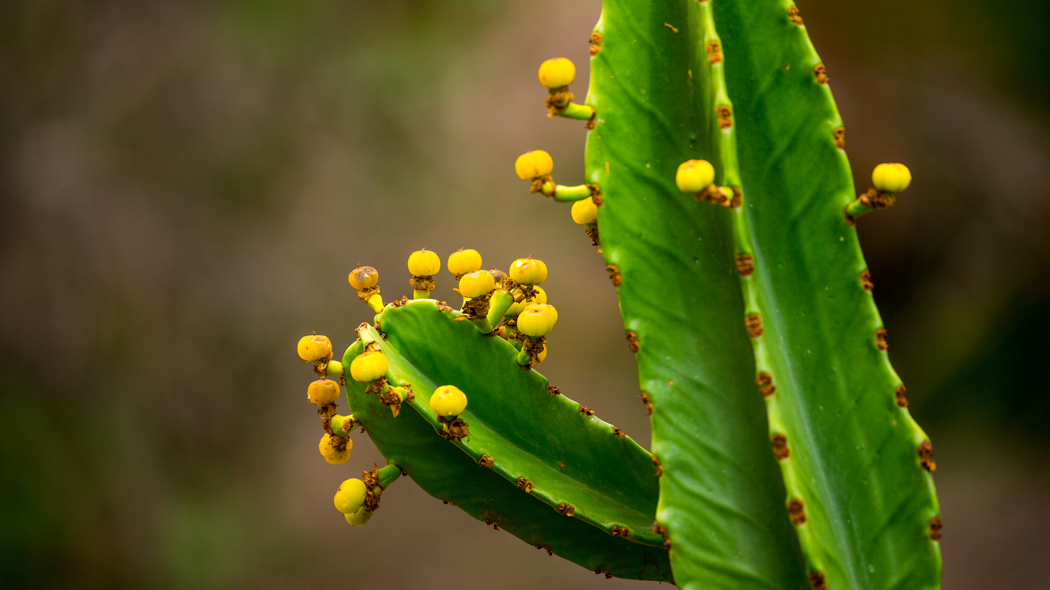 Canon EF 100-400mm F4.5-5.6L IS II USM sample photo. Cactus photography