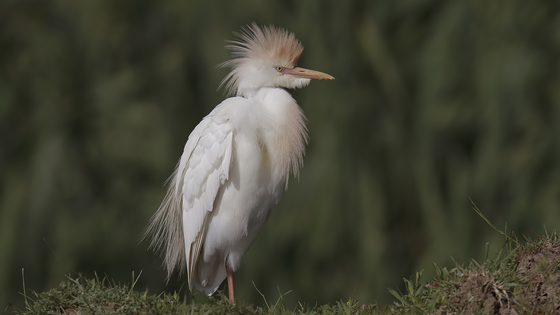 Canon EOS 7D + Canon EF 400mm F2.8L IS USM sample photo. Sığır balıkçılı » bubulcus ibis » western cattle egret photography