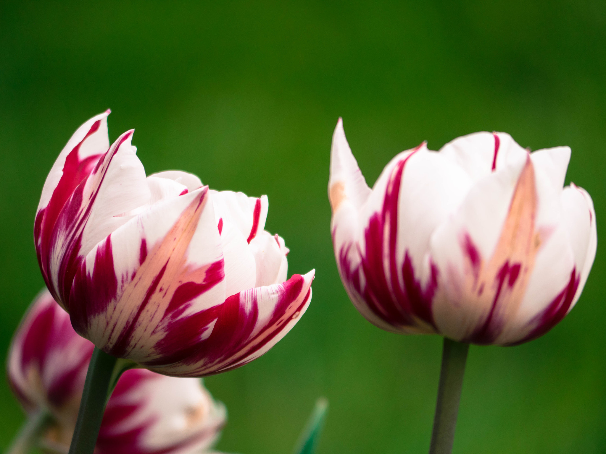 Panasonic Lumix DMC-GH4 sample photo. Tulip photography