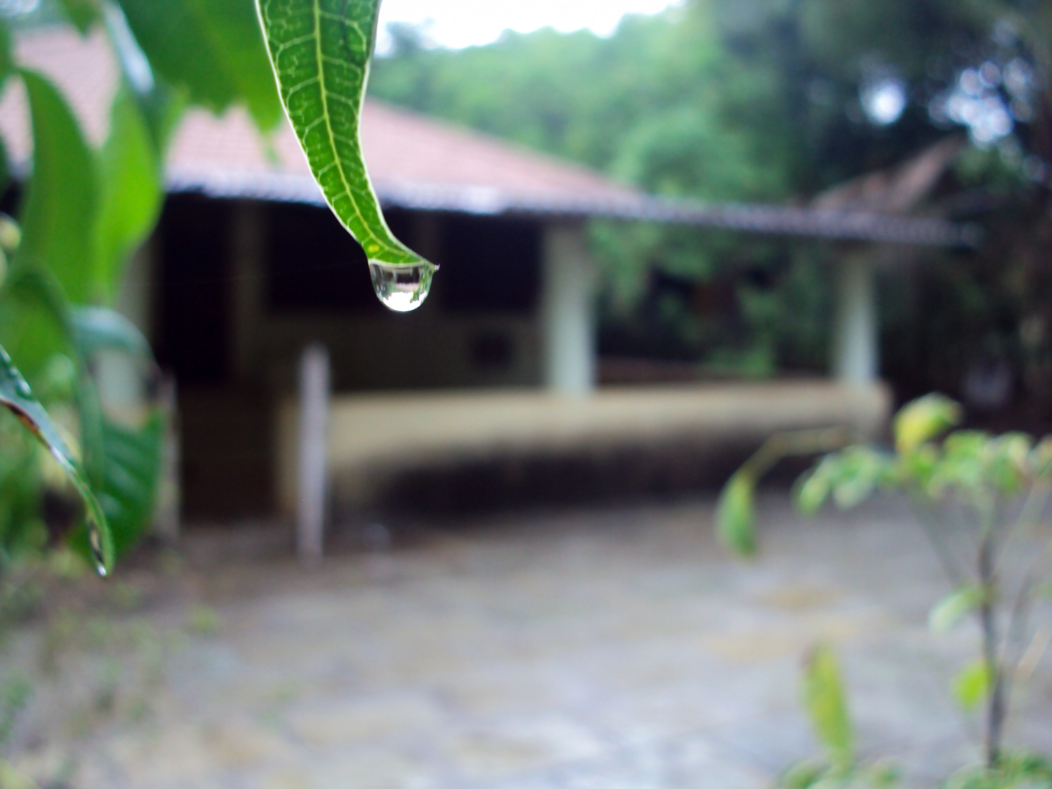 Sony Cyber-shot DSC-S930 sample photo. After the rain photography