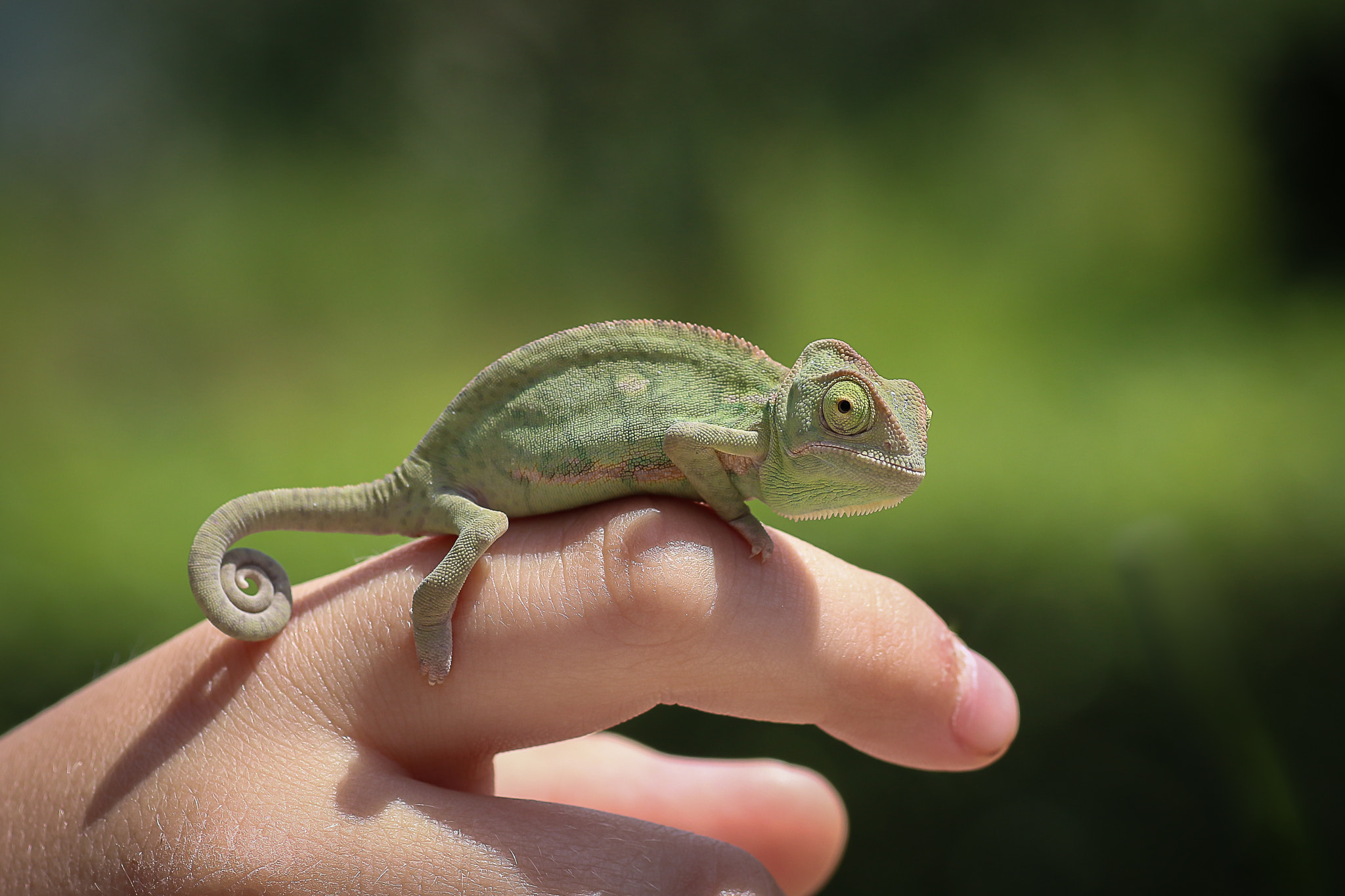 Canon EOS 650D (EOS Rebel T4i / EOS Kiss X6i) + Tamron SP AF 90mm F2.8 Di Macro sample photo. Baby chameleon photography