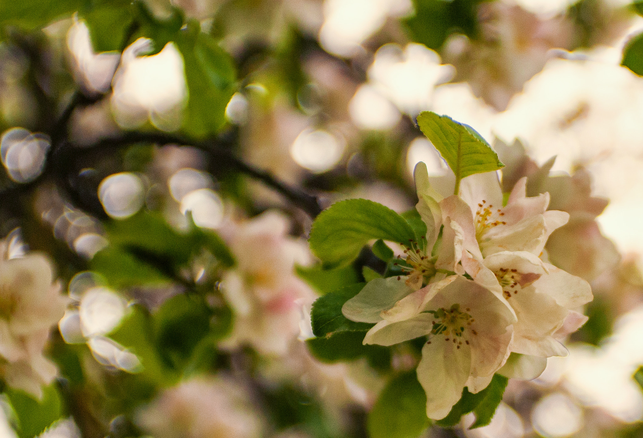 AF Zoom-Nikkor 28-85mm f/3.5-4.5 sample photo. яблуня photography