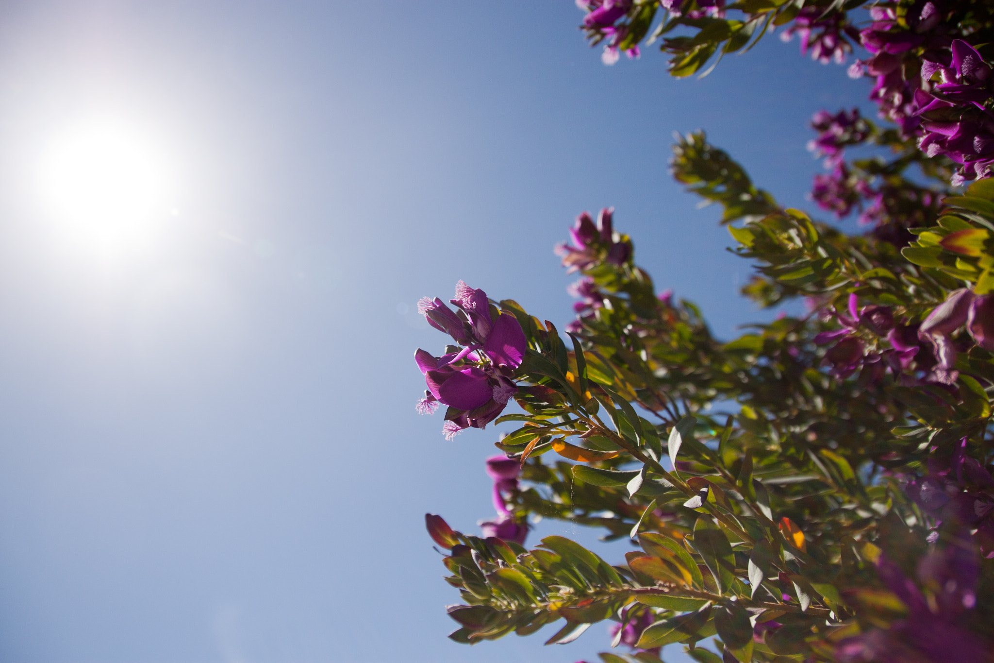 Sigma 18-250mm F3.5-6.3 DC OS HSM sample photo. Backlit flowers photography