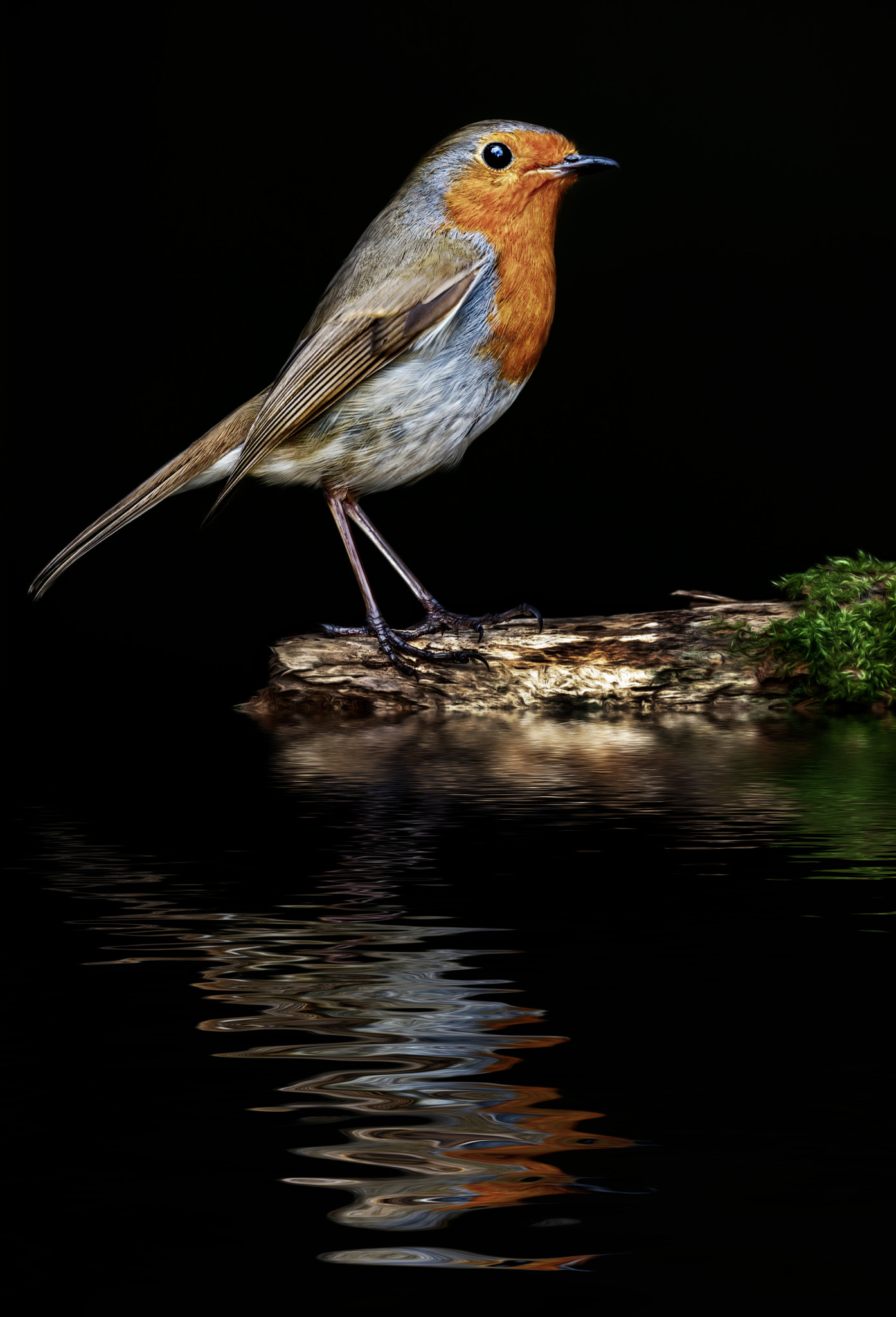 Canon EF 500mm F4L IS USM sample photo. Regal robin.... photography